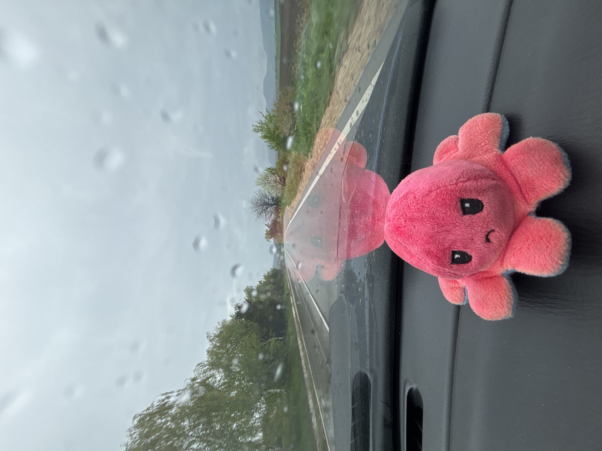 An image captured from inside a vehicle looks out through a rain-splattered windshield at an overcast day. The image is oriented sideways, with the horizon running vertically down the left side and the car's dashboard along the right.
Prominently featured on the right side of the dashboard is a plush toy, pink in color with light blue undersides on its tentacles. It resembles a reversible octopus or jellyfish, displaying a happy or neutral expression with black embroidered eyes and a small, upturned black smile. A faint reflection of this plush toy is visible on the windshield.
Through the rain-dotted windshield, a road can be seen, appearing wet. It has a single white line marking its edge. On either side of the road, there are green fields, bushes, and trees. In the distance, faint outlines of hills or mountains are visible under a cloudy, grey sky. The presence of raindrops suggests either ongoing rain or recent precipitation, contributing to the muted lighting of the scene. The overall setting appears to be rural or semi-rural. No visible text is present in the image.
