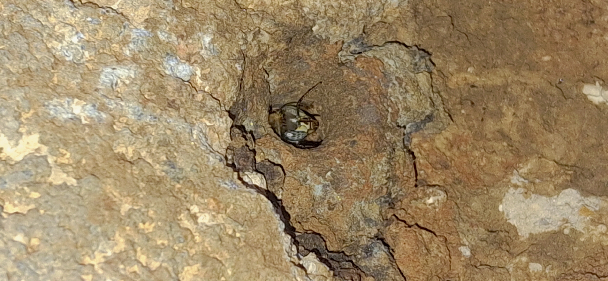 An extreme close-up shot captures a bee emerging from a small, dark crevice in a rough, textured, earthy-brown rock formation. The bee's head and upper thorax are visible, with its compound eyes appearing large and multifaceted, exhibiting shades of grey and yellow. Its antennae are visible, one extending to the right and slightly upwards. The background is dominated by the intricate textures and patterns of the rock, with variations in color from light tan to darker browns and hints of grey and white mineral deposits. The lighting appears to be natural, casting subtle shadows that emphasize the rock's uneven surface. The image was taken in the city of Vallecito, Venezuela.
