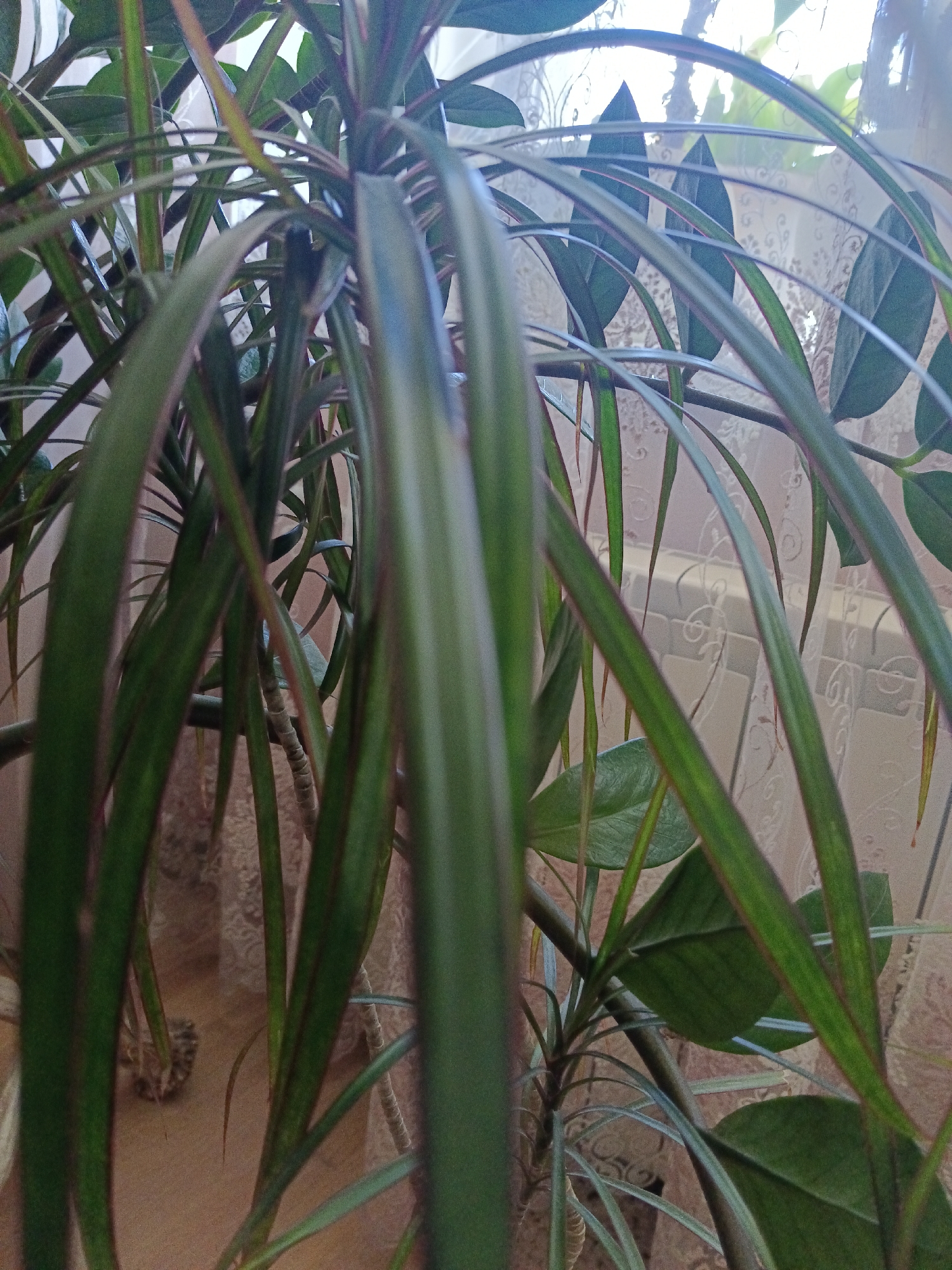 The image shows a close-up view of the long, green leaves of a houseplant, likely a Dracaena. The leaves are thin and arching, with some exhibiting a reddish-purple edge. The plant is indoors, with a patterned curtain and a radiator visible in the background. The lighting suggests it is daytime, possibly with sunlight filtering through the window. The overall scene is one of a typical home environment. There are no people or animals present. The location is not specified in the image, and there are no visual cues to indicate it is in Severnyi, Russia.