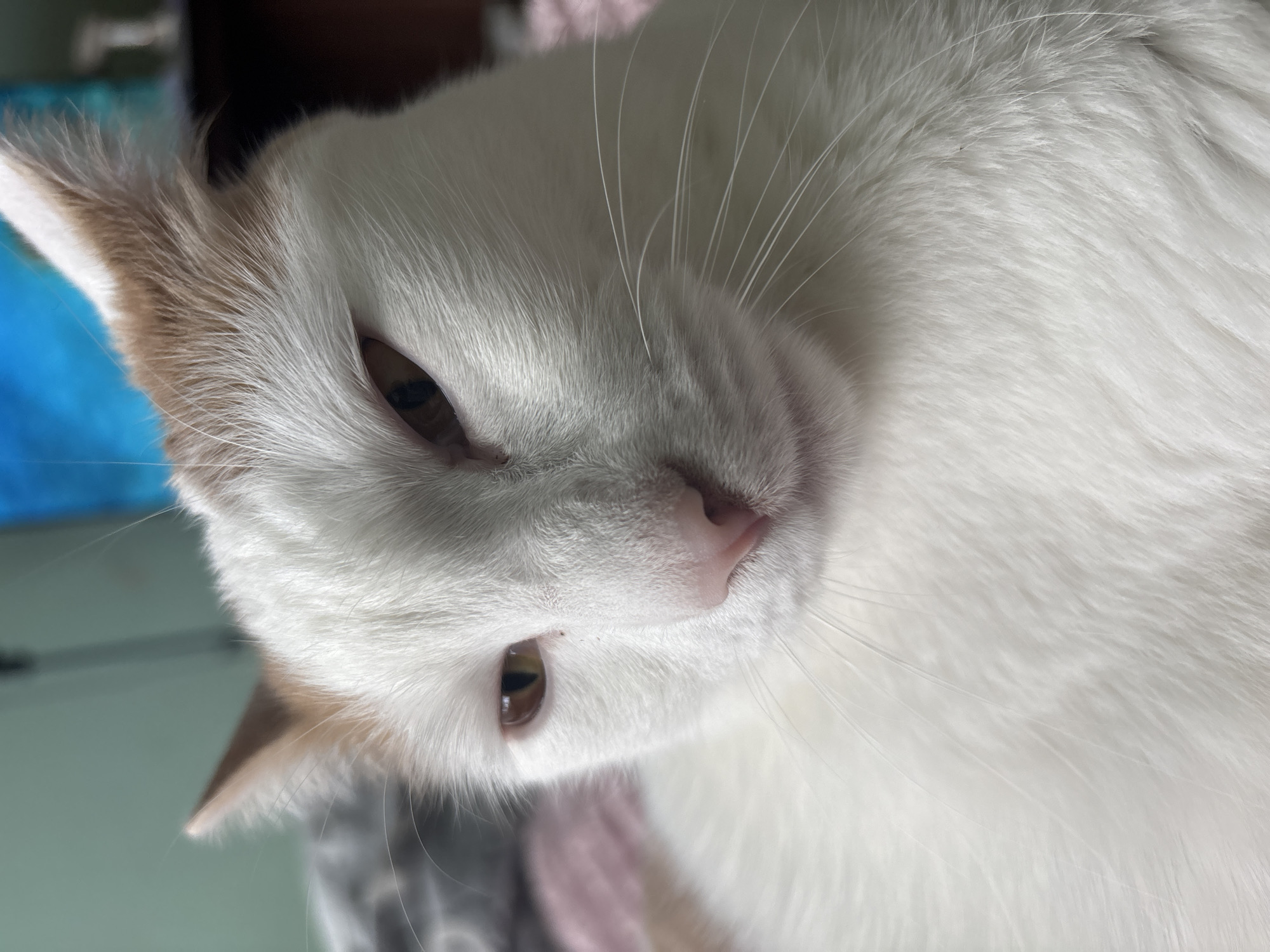 This is a close-up, low-angle, vertical shot of a white cat with ginger markings around its ears and face. The cat's left eye is visible, a warm brown color with a sliver of its pupil showing. Its pink nose is slightly off-center to the right. Long, delicate white whiskers extend from its face. The cat's fur is predominantly white and appears soft and fluffy. The background is softly blurred, with hints of blue and green suggesting an indoor setting, possibly near a window or electronic device. The lighting is soft, and the focus is sharply on the cat's face, particularly its eye and nose. The overall impression is one of quiet repose, with the cat perhaps resting or waking up. There is no visible text in the image.