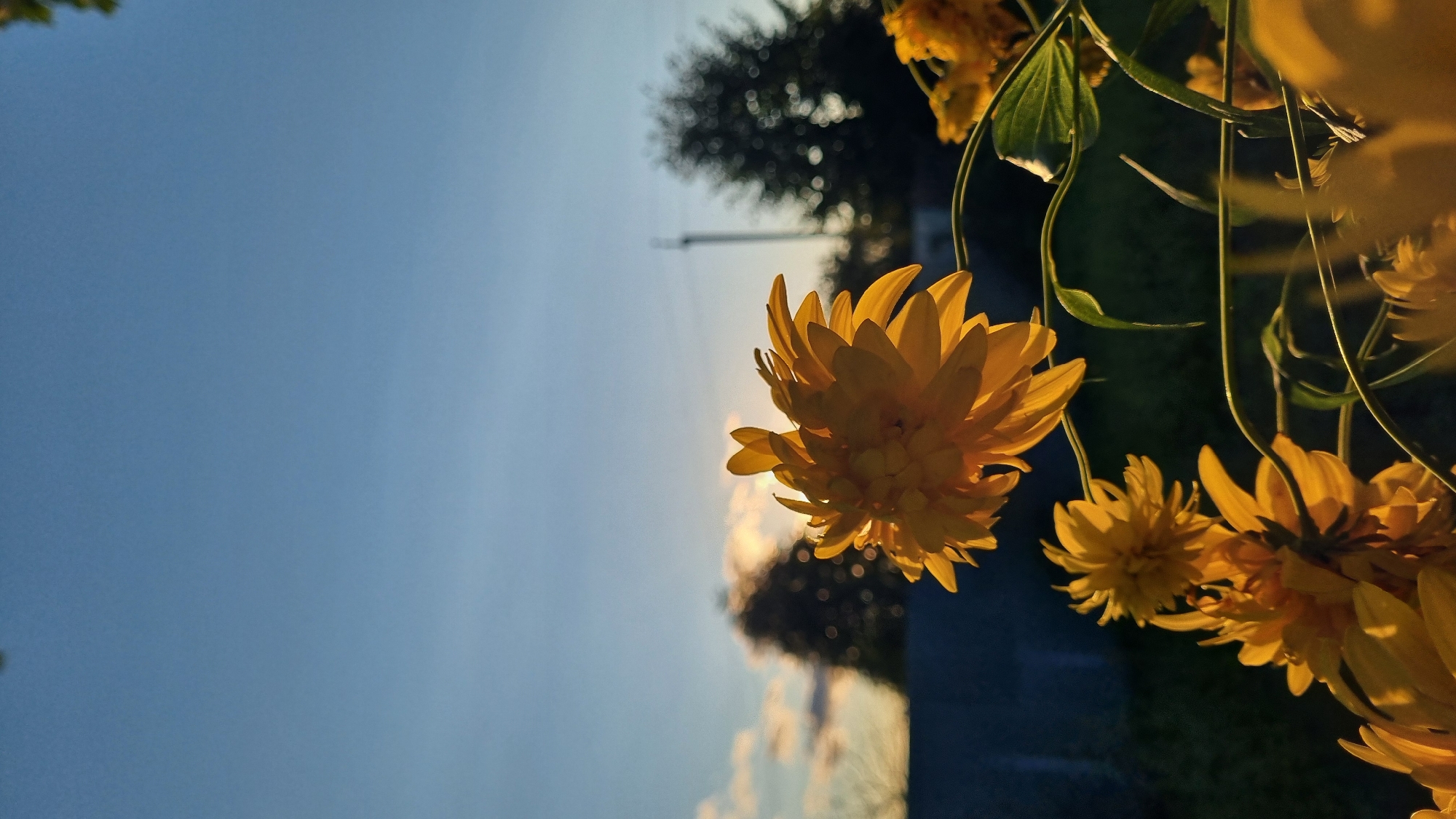 A close-up, vertical, low-angle shot captures a vibrant yellow flower in bloom against a bright blue sky with a few wispy clouds. The sun, setting or rising, casts a warm, golden light on the flower's petals, highlighting their delicate texture and intricate layers. In the background, out of focus, are silhouetted trees and a fence, suggesting an outdoor setting, possibly a garden in the city of Vysokoe, Russia. The overall mood is serene and natural, with a focus on the beauty of the flower bathed in the soft glow of twilight.