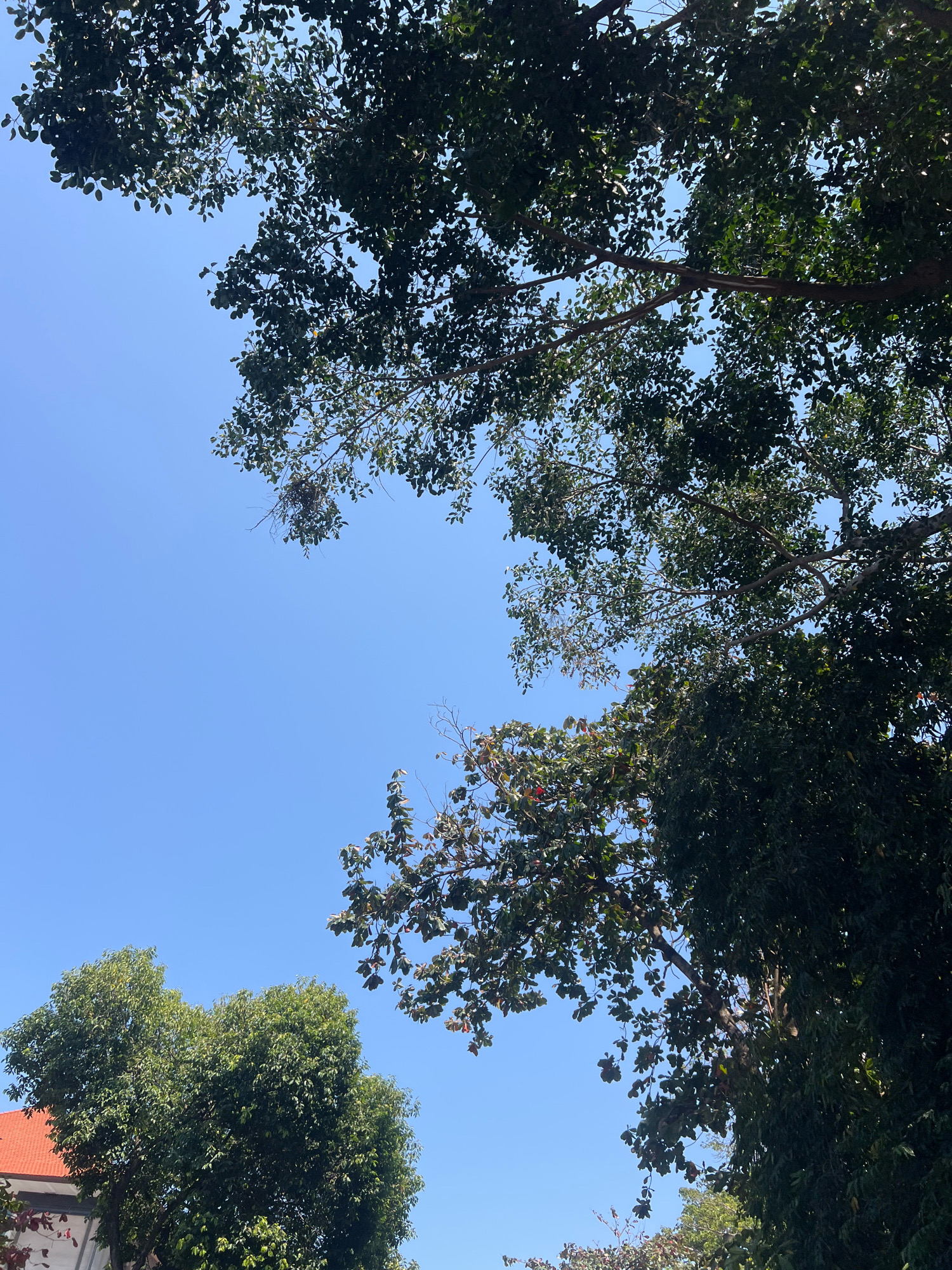 This is a low-angle, vertical shot of a bright blue sky with trees framing the edges. In the lower left, a building with an orange tiled roof is visible, partially obscured by the dense green foliage of a large tree. The rest of the image is dominated by the lush green leaves and branches of several trees, casting shadows and creating a dappled effect against the sky. There are no people or animals present in the image. The scene appears to be an outdoor environment, possibly a garden or park within the city of Denpasar, Indonesia, given the style of the building and the prevalent tropical vegetation.