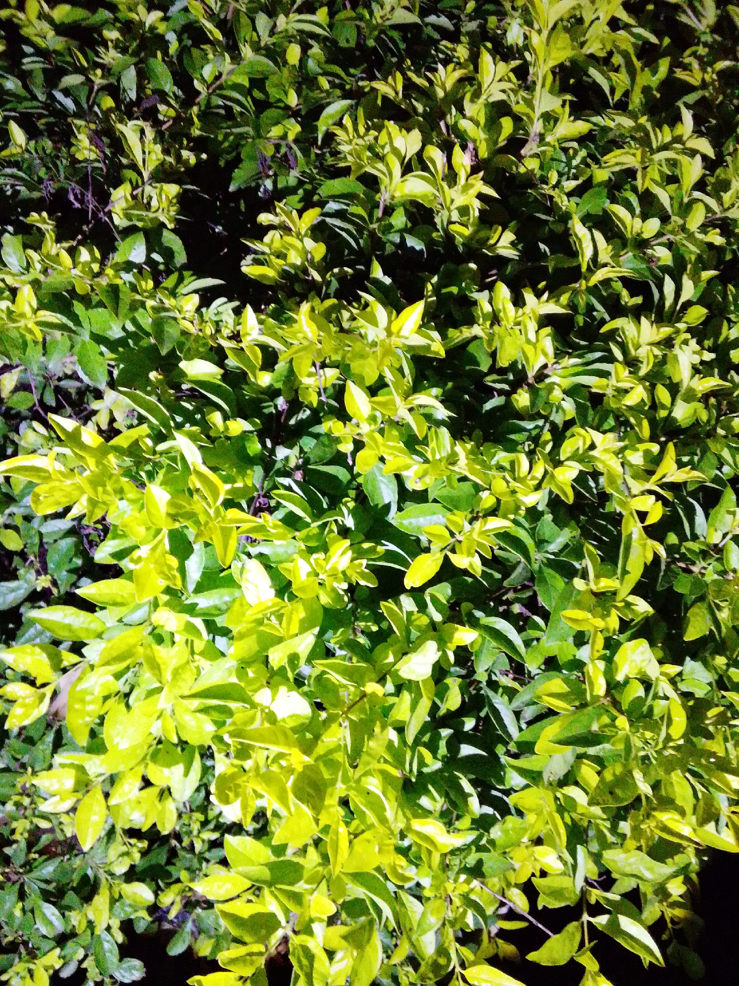 The image displays a dense, lush green foliage of a shrub or hedge, with some leaves appearing brighter yellow-green due to lighting conditions. The leaves are small and ovate, clustered on thin branches. The background is a deep, dark green, suggesting shadows or denser parts of the plant. There are no visible people, animals, or man-made objects. The scene appears to be an outdoor natural environment. This image does not provide any specific contextual information about the city of Serti, Nigeria.
