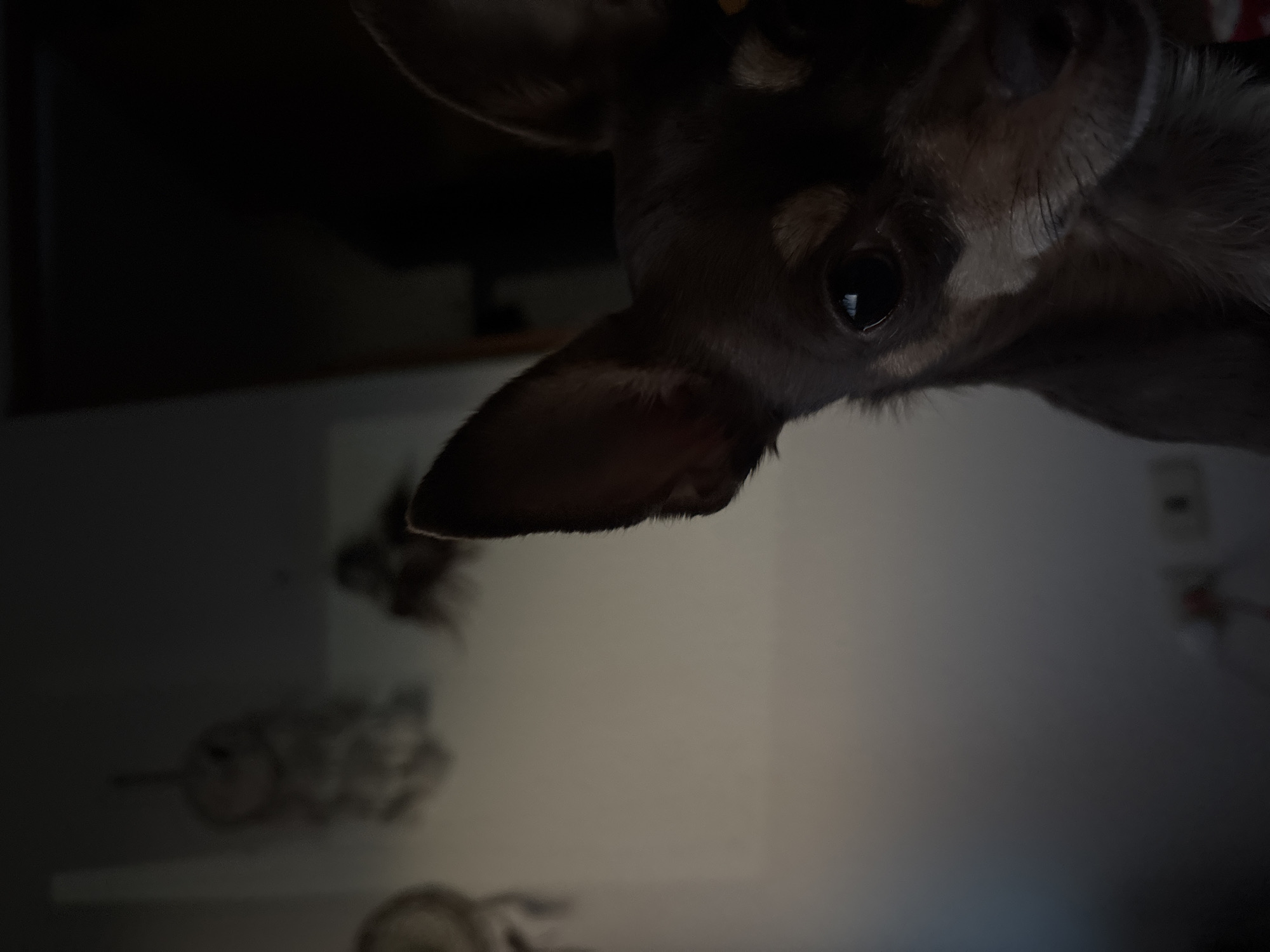 The image shows a close-up of a dog's head, likely a Chihuahua, with one eye visible and one ear prominently displayed. The dog is positioned in the upper right of the frame, with the rest of the image showing a blurry background, possibly a room interior. The background is dimly lit. There are faint objects on the wall, including one object with cat features. There are no clear details to identify the location as Puebla, Mexico.