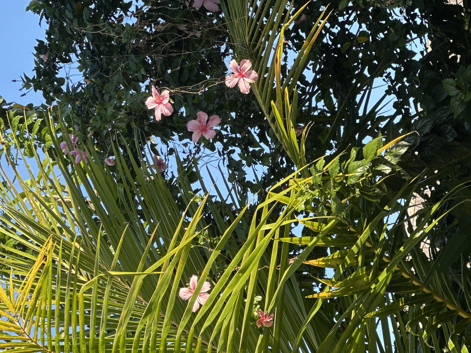 A low-angle shot depicts several pink hibiscus flowers blooming among palm fronds and lush green foliage, set against a blue sky. The scene is sunlit, with shadows cast on the leaves. The location is North Kuta, Indonesia, suggested by the tropical flora.