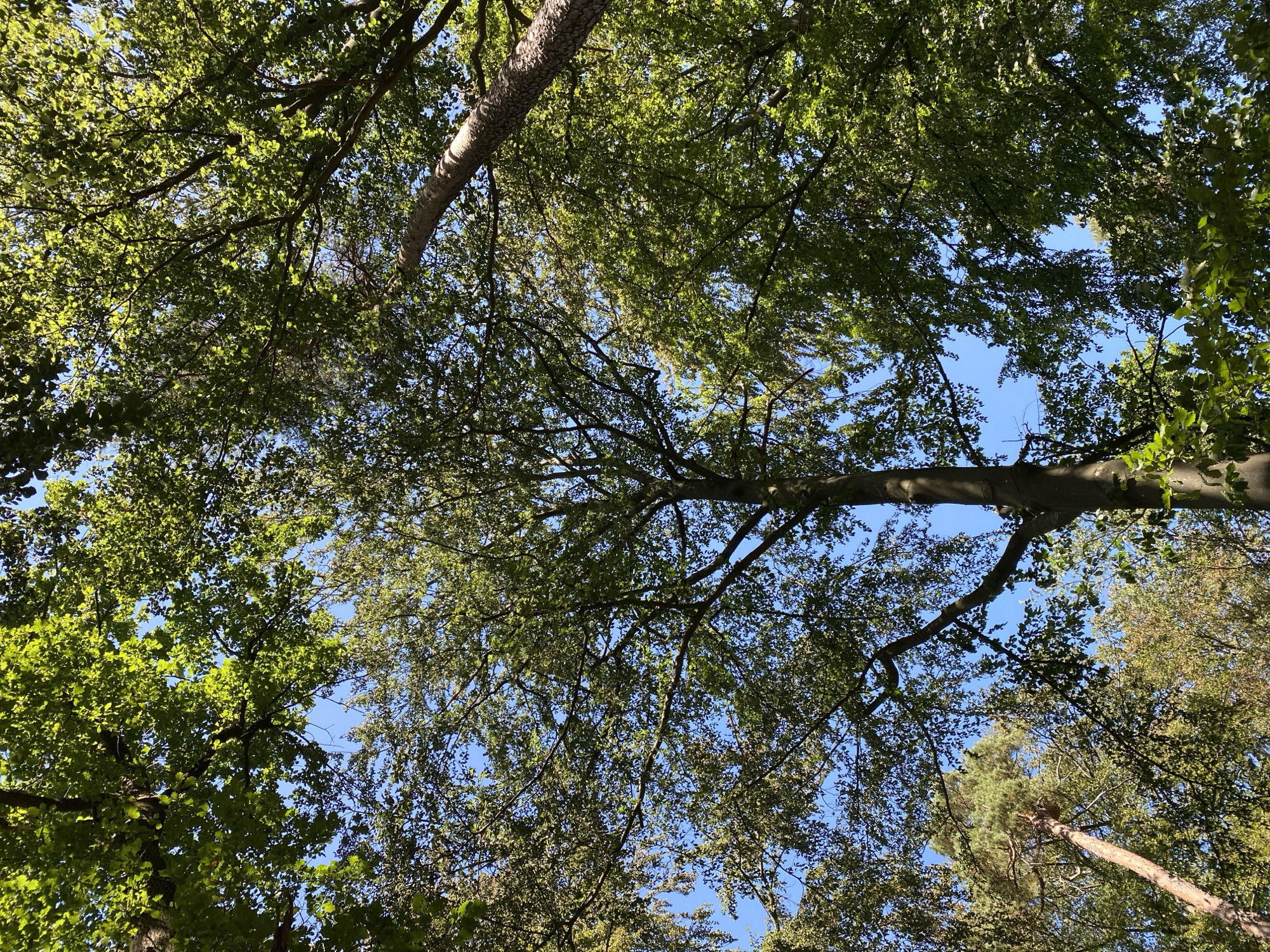This is a low-angle shot looking up at a dense canopy of trees against a clear blue sky. The leaves are vibrant green, indicating a summer or late spring setting. The sunlight filters through the leaves, creating dappled patterns. Several tree trunks are visible, with one large, dark-barked tree dominating the foreground on the right. Another, lighter-barked tree trunk extends diagonally from the upper right towards the center. In the lower left, a pine tree with its characteristic needle-like foliage can be seen reaching upwards. The overall impression is one of being immersed in a lush forest, with the sky appearing as small patches through the dense foliage. The scene suggests a natural, possibly wooded area within or on the outskirts of Altenkirchen, Germany.