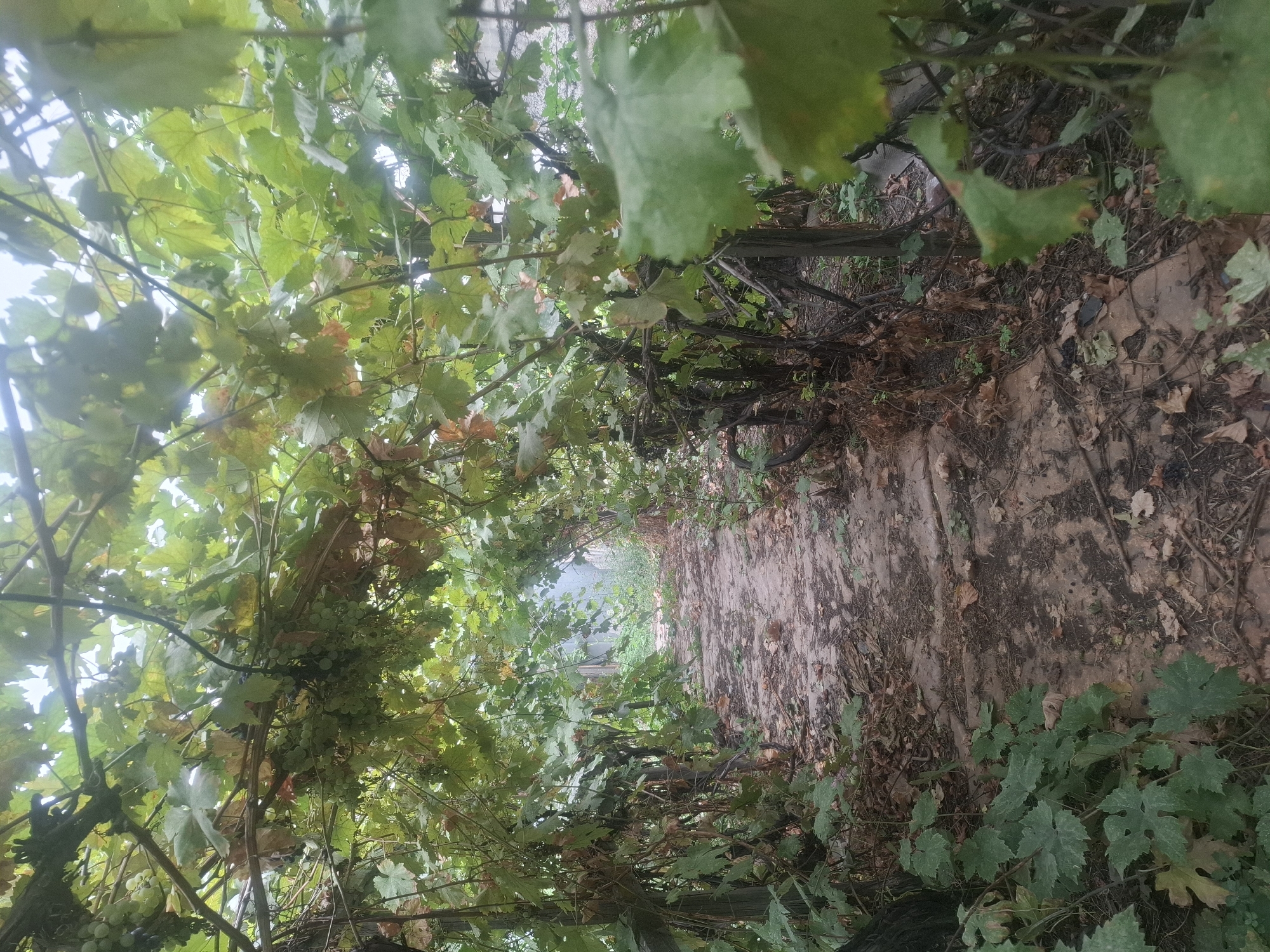 The image depicts a walkway lined with grapevines, forming an archway over a path. The path appears to be made of uneven stone or concrete slabs and is covered with fallen leaves and dirt. Lush green grape leaves and clusters of unripe green grapes are visible hanging from the vines, creating a shaded, natural tunnel effect. The environment suggests a garden or vineyard setting. There are no people visible in the image. The overall impression is one of a rustic, somewhat overgrown outdoor space. Given the context of Almaty, Kazakhstan, this scene could be a pathway in a private garden, a dacha, or a less manicured public park area within the city or its outskirts.