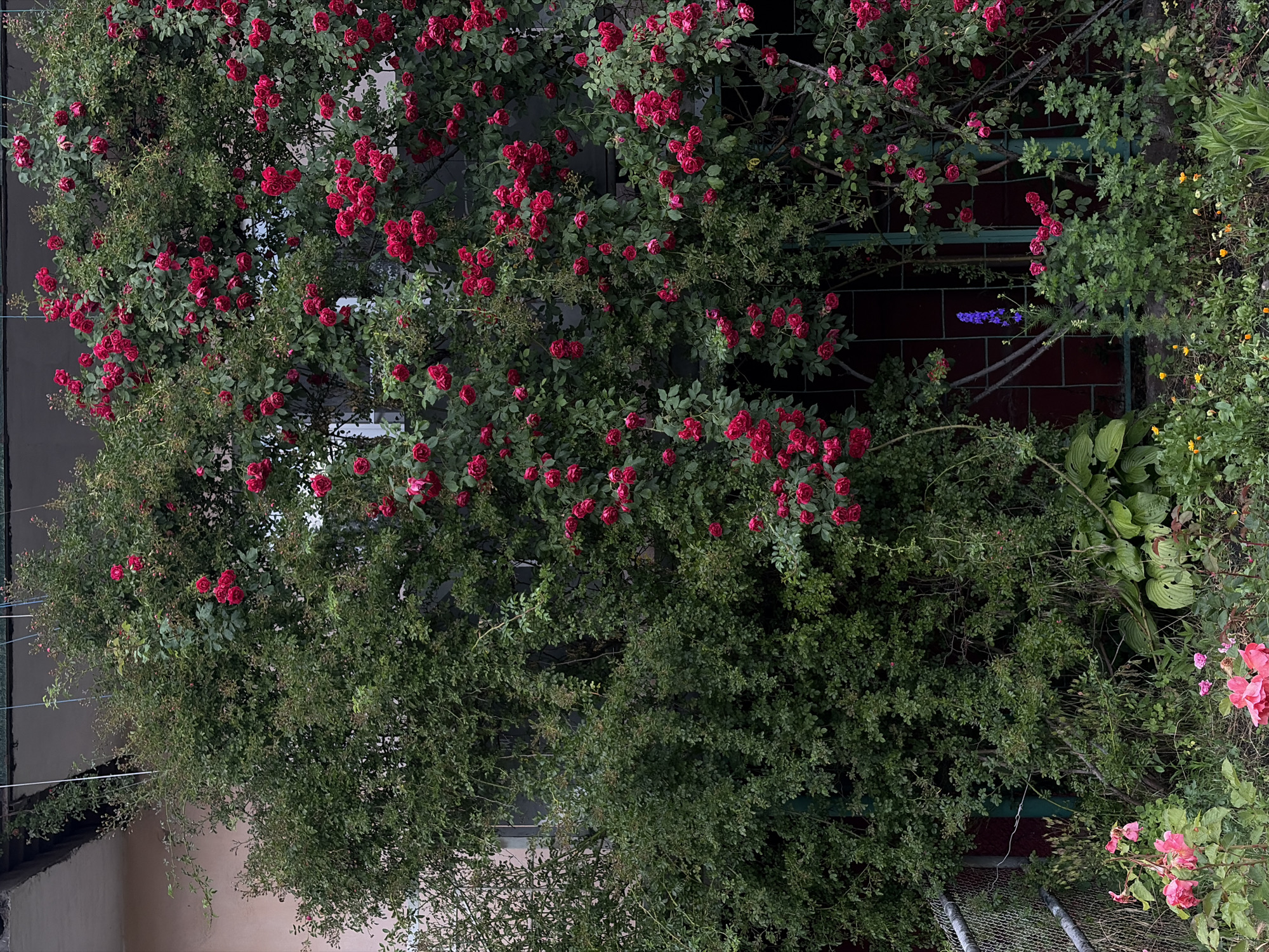 This image depicts a dense, overgrown garden scene in Chermen, Russia. A large, multi-stemmed rose bush dominates the center, laden with numerous clusters of bright red roses and dark green foliage. The rose bush is growing upwards and outwards, partially obscuring a building with a light-colored facade and a dark roofline. A metal fence with a chain-link pattern runs along the left side of the image, partially concealed by the greenery. In the foreground, a variety of smaller plants and flowers are visible, including pink roses, hosta plants with large, variegated leaves, and small yellow flowers. A single tall, purple flower, possibly a delphinium, stands out amidst the greenery. The overall impression is one of wild, untamed growth, suggesting a neglected or naturalized garden. The setting appears to be outdoors, likely in a residential area, given the presence of the building and fence.