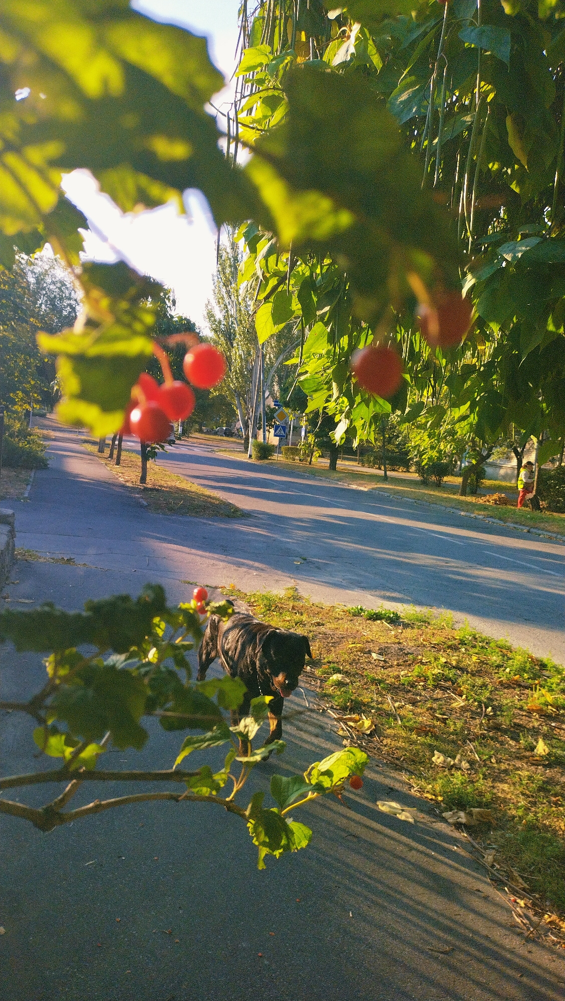 In Horishni Plavni, Ukraine, a dark-colored dog is walking on the edge of a paved path next to a road. The dog appears to be a Rottweiler, and it is looking downwards. The path is lined with grass and fallen leaves. In the background, there is a road with sparse traffic, trees, and some buildings. The sun is casting long shadows across the scene, indicating it is either early morning or late afternoon. The foreground is partially obscured by the branches of a tree with green leaves and red berries. A person in yellow and red is visible in the distance on the right side of the road, appearing to be cleaning up leaves.