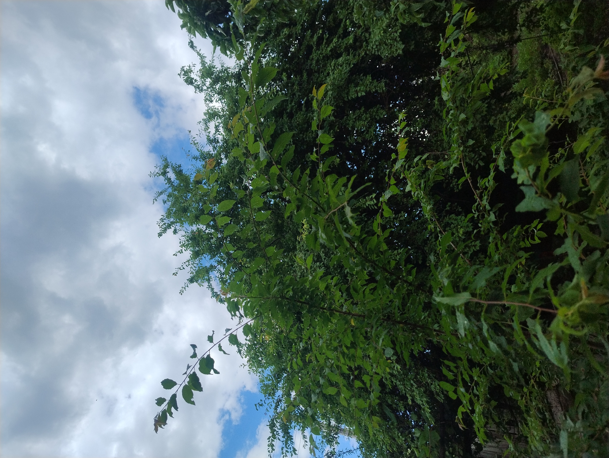 A low-angle shot captures a dense canopy of green leaves against a cloudy sky. The leaves are varied in size and shape, with some branches extending forward into the foreground. The sky is a mix of grey clouds and patches of blue. The overall impression is of lush, overgrown vegetation.