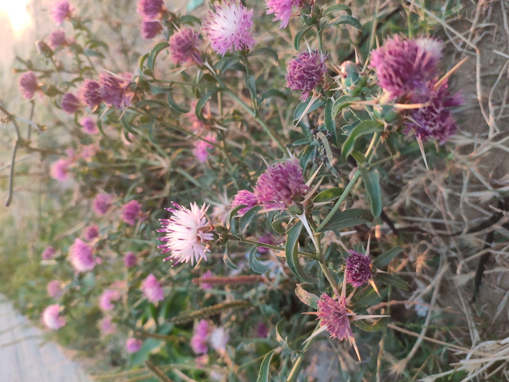 A medium shot captures a cluster of spiky, purple and pink thistle-like flowers in a natural, outdoor setting. The flowers are the primary subjects, with a particularly prominent one in the center with white and pink petals. The plants have sharp, visible spines. The background is a blur of dry grass, dirt, and some greenery, suggesting a dry, possibly arid environment. The lighting appears to be natural, with a soft glow, indicating it might be early morning or late afternoon. There are no people or obvious man-made structures visible in the frame. The location in Leninkent, Russia is not visually identifiable from the image content itself.