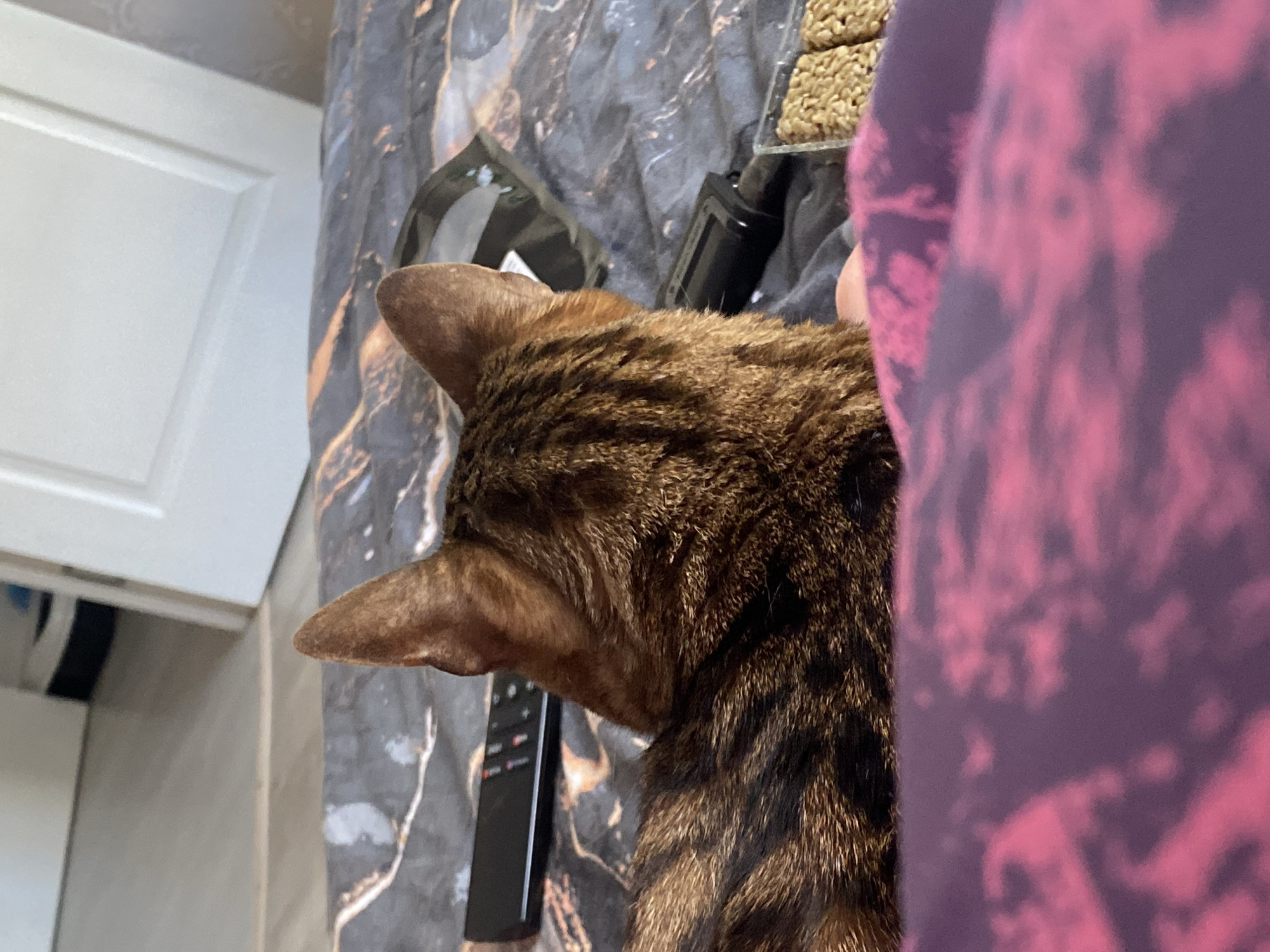 A close-up shot focuses on a brown tabby cat, showing its head and upper back. The cat's ears are erect and alert. A remote control is visible to the left of the cat's head on a marble-patterned surface. A package of what appears to be snack bars is in the upper right. The lower right of the frame is dominated by a pink and purple tie-dye garment. A white cabinet edge is visible at the top left. The photo's location in Chaikovsky, Russia, cannot be determined from the visual data.