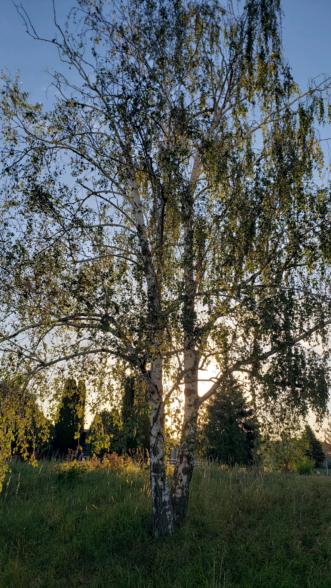 The image depicts a birch tree with its distinctive white bark, standing in a field of tall green grass. The sun is setting behind the tree, casting a warm, golden light through its leaves and branches. The sky is a clear blue with a hint of orange near the horizon. In the background, silhouetted trees and a few buildings can be seen. The scene appears to be a peaceful, natural setting, possibly on the outskirts of a city. The image does not contain any people or animals. It is difficult to determine the exact location within the city of Prešov, Slovakia, based solely on the visual information.