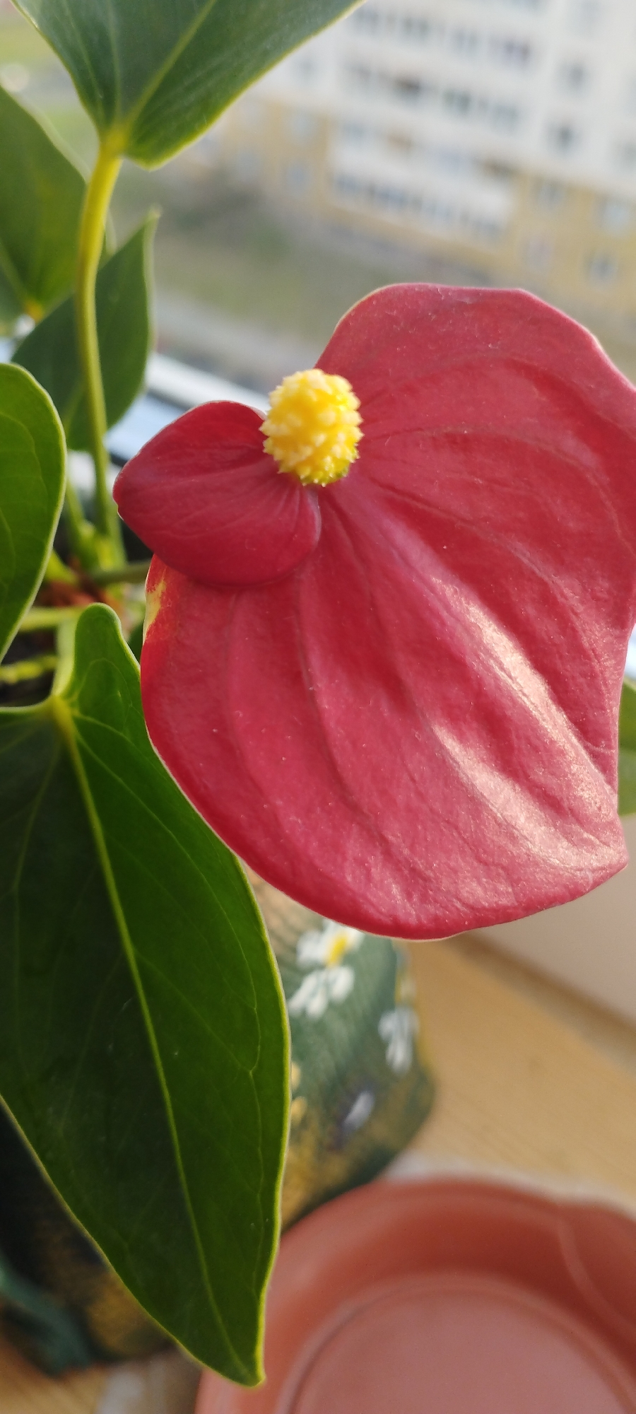 A close-up, vertical, outdoor shot focuses on a single red anthurium flower with a yellow spadix, positioned on the right side of the frame. The flower is in sharp focus, showcasing its waxy texture and deep red hue. To the left of the flower, two large, dark green leaves with prominent veins are visible. A thin, yellow stem emerges from the upper left portion of the image, supporting the leaves and flower. In the blurred background, the upper floors of an urban building are visible, suggesting the scene is situated in a city. The flower is placed on a windowsill, indicated by the wooden surface and the base of a brown pot in the lower right corner. A green floral patterned pot is partially visible behind the leaves and flower.