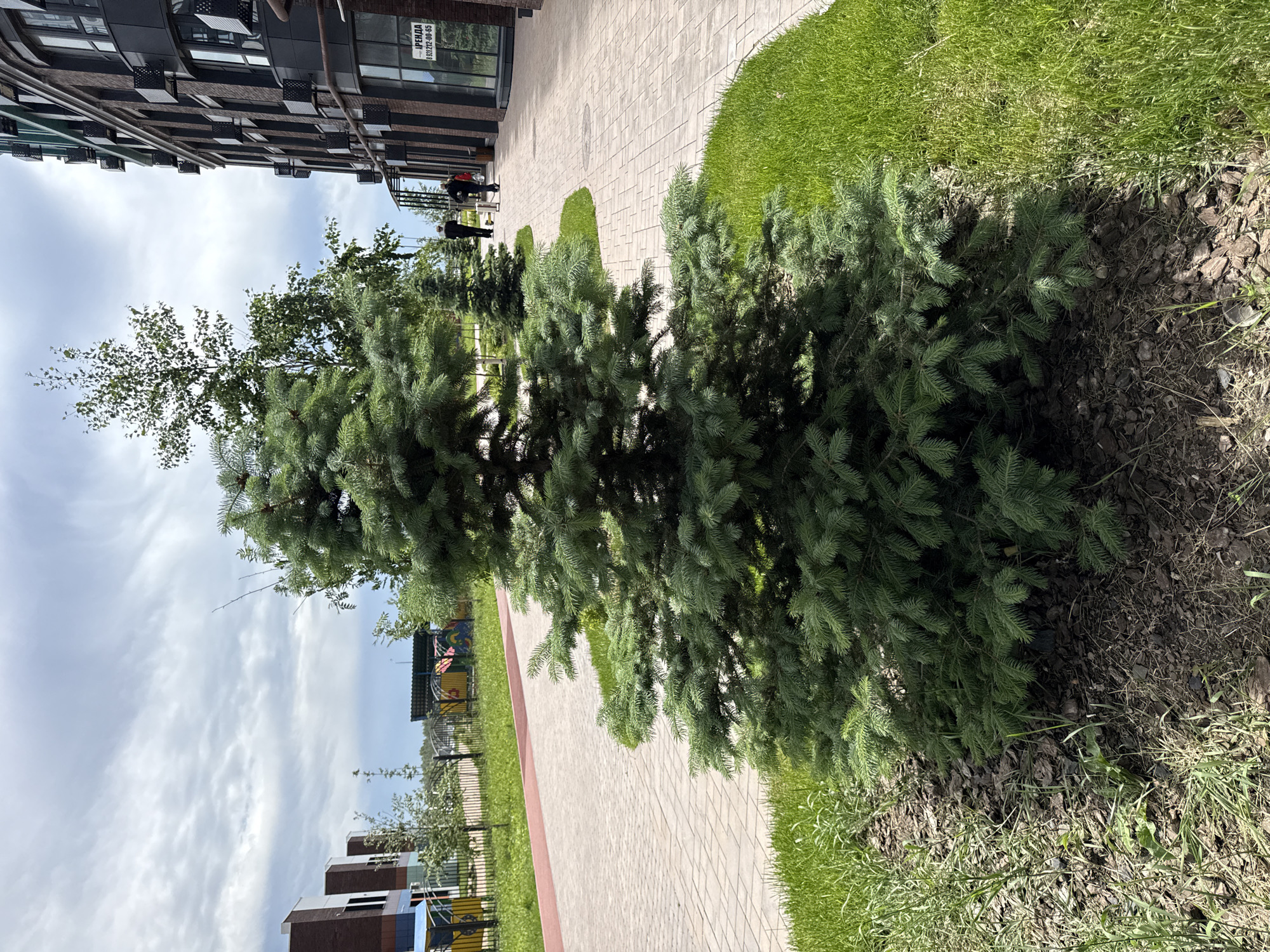 The image shows a street scene in what is likely Ovoshchnoy, Russia. A brick walkway runs between a modern building with dark metal balconies on the left and a landscaped area on the right. In the foreground, a small evergreen tree sits in a bed of mulch. Beyond the tree, the landscaped area transitions to grass. On the walkway, two figures are visible in the distance, walking away from the camera. Another tree with a thinner trunk and fewer leaves is present behind the evergreen. In the background, there's a glimpse of playground equipment, fencing, and other buildings under a cloudy sky. The image is taken at ground level, creating a slightly upward perspective.