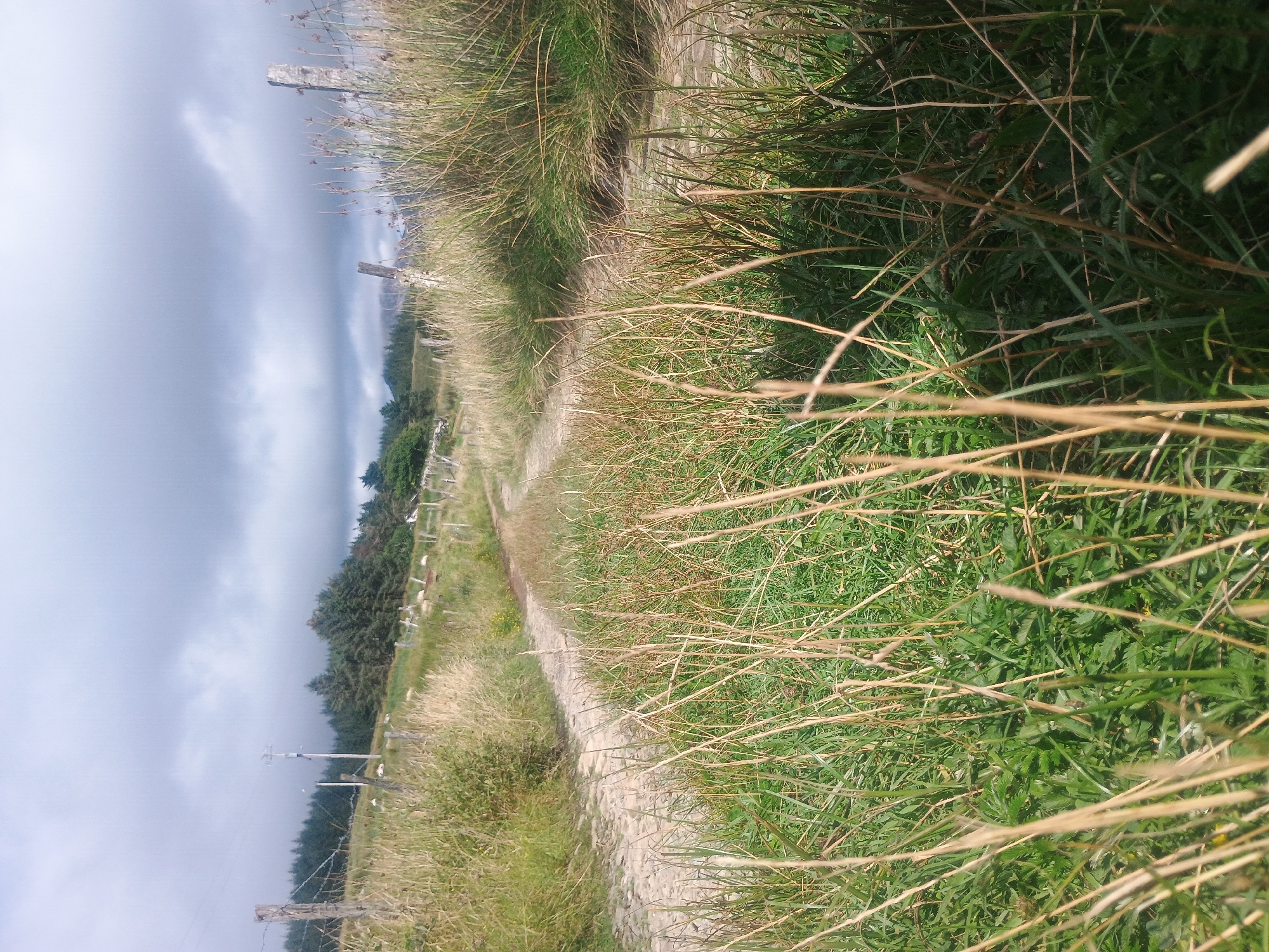 The image depicts a natural outdoor environment with a rough dirt path winding through tall, dry grass and green vegetation. The path appears to be made of gravel or small stones, suggesting it might be a hiking trail or a rural road. Several wooden fence posts with barbed wire are visible along the sides of the path, indicating a boundary or enclosure. In the background, a dense line of coniferous trees stretches across a hillside, with a few scattered buildings or structures faintly visible among them. The sky is overcast with heavy, dark clouds, suggesting a potentially stormy or moody atmosphere. The foreground is dominated by close-up shots of the tall grass, some of which is brown and dry, while other parts are green and lush. The overall scene conveys a sense of wilderness and isolation.