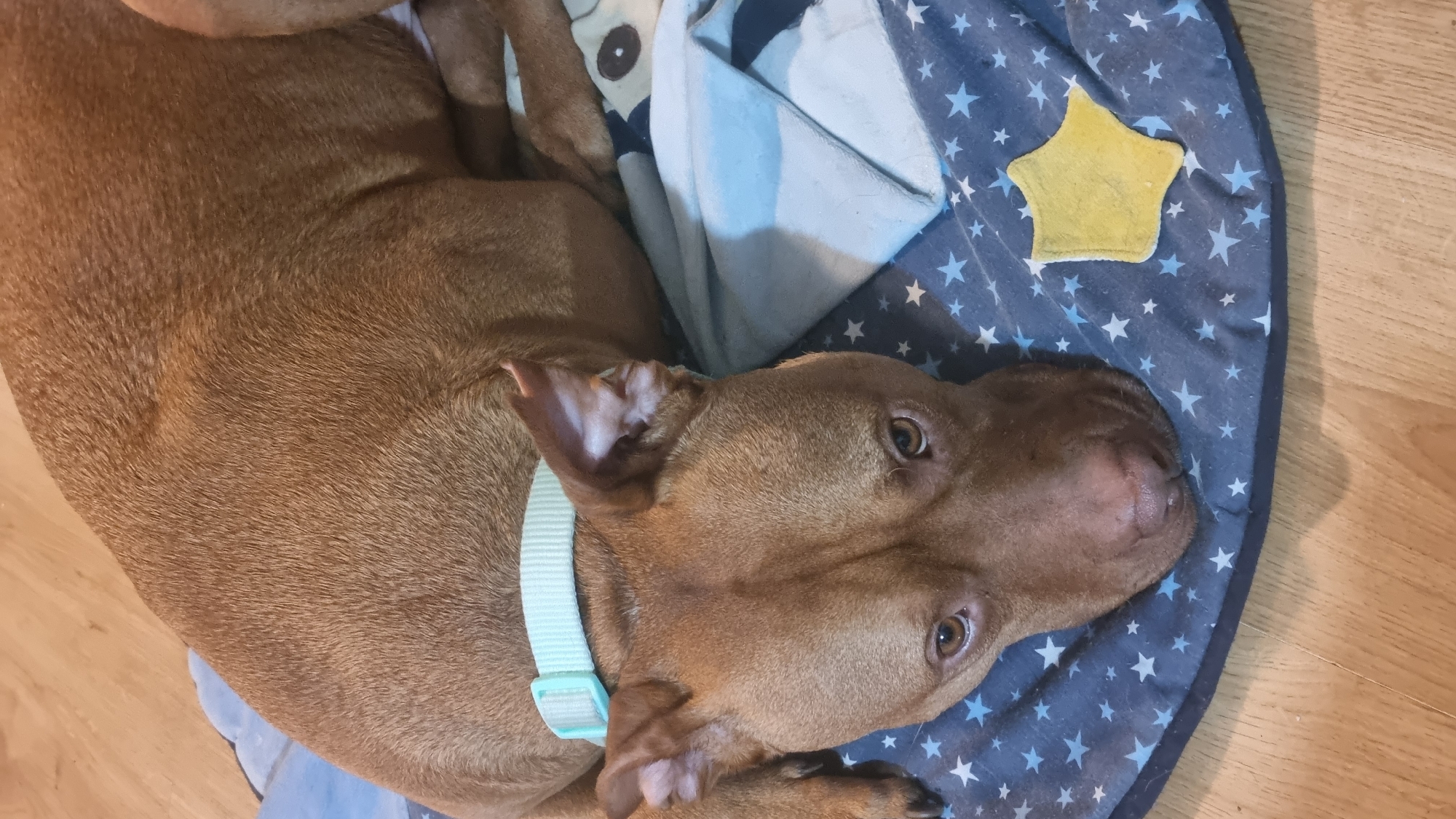 A brown dog is lying on a blue round dog bed patterned with white stars. A yellow star-shaped toy is positioned near the dog's head on the bed. The dog is wearing a light blue collar. The dog bed is on a wooden floor. The location and city are unknown.