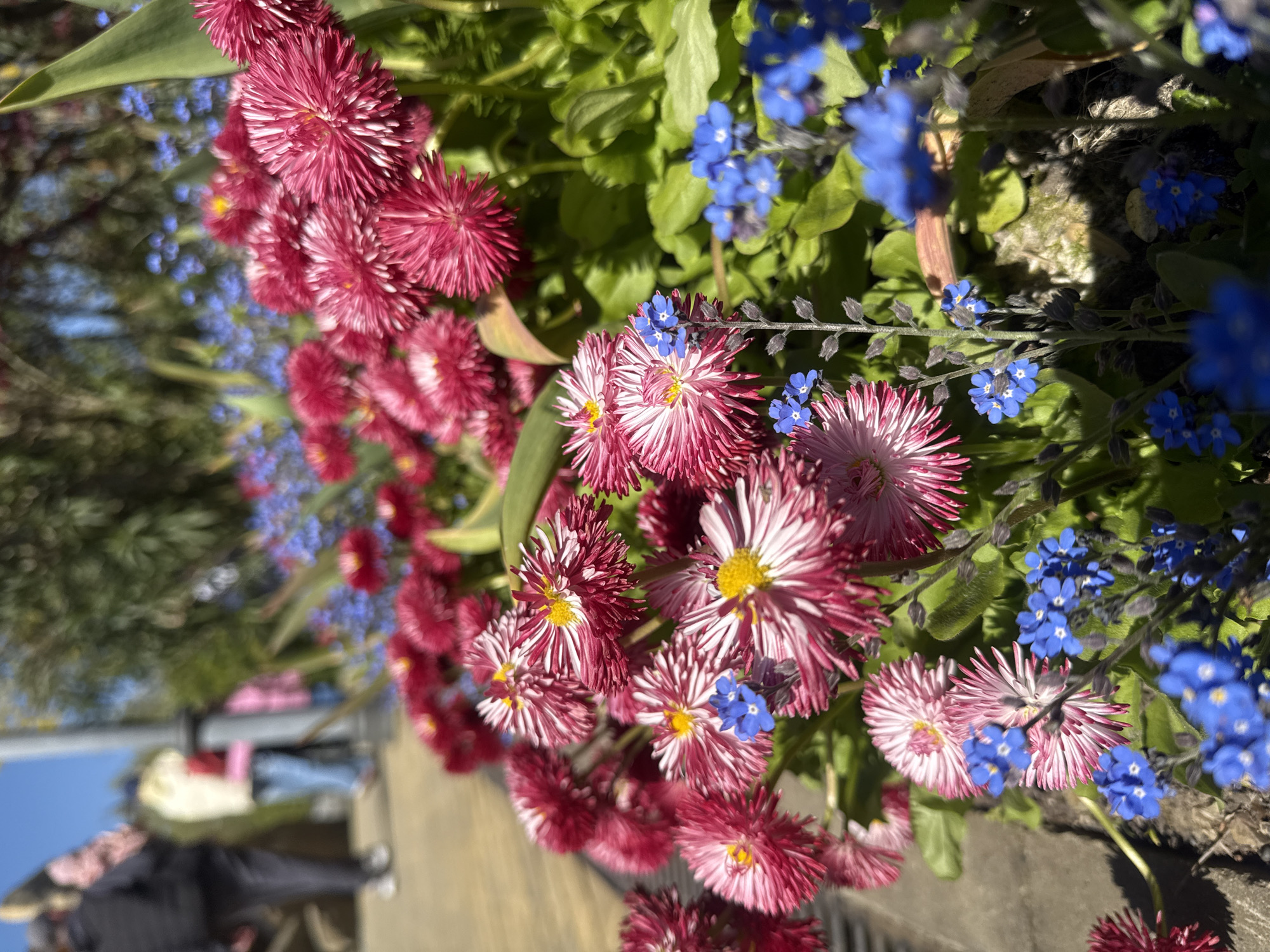 This media file captures a vibrant outdoor scene dominated by a close-up of colorful flowers. The primary subjects are numerous clusters of pink and white variegated daisy-like flowers, possibly English daisies (*Bellis perennis* 'Pomponette' type, characterized by densely packed, fringe-like petals and yellow centers). Interspersed among these are delicate blue flowers, identifiable as forget-me-nots (*Myosotis* sp.), along with lush green foliage.
The flowers are brightly illuminated by natural sunlight, suggesting a daytime setting, possibly morning or afternoon, given the highlights and soft shadows. The overall atmosphere conveyed is cheerful and lively due to the vivid colors and bright lighting.
In the blurred background on the left, an outdoor public setting is discernible, with indistinct figures of people walking, out-of-focus trees, and hints of architectural elements, suggesting a park, garden, or urban street. No specific activity is clearly depicted among the flowers, which are presented as a decorative display. There is no visible text in the image. The location is Sochi, Russia.
