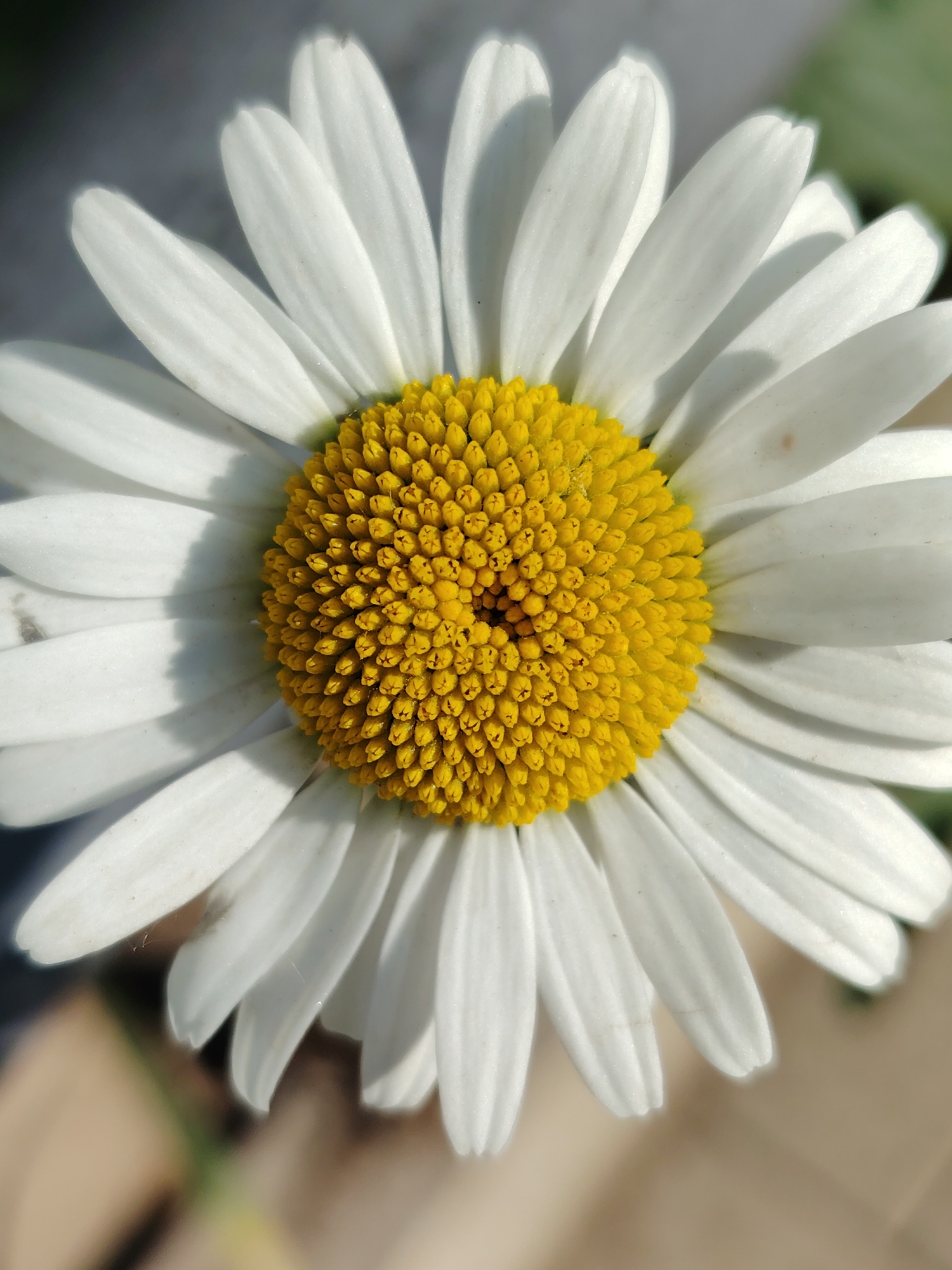 This is a close-up, overhead shot of a single white daisy. The flower has a vibrant yellow center composed of many small, tightly packed florets. Surrounding the center are numerous white petals, which are elongated and slightly curved. The petals exhibit subtle shadows, suggesting the direction of light. The background is softly blurred, with hints of green and brown, indicating an outdoor setting. There is no indication of a specific city or location.
