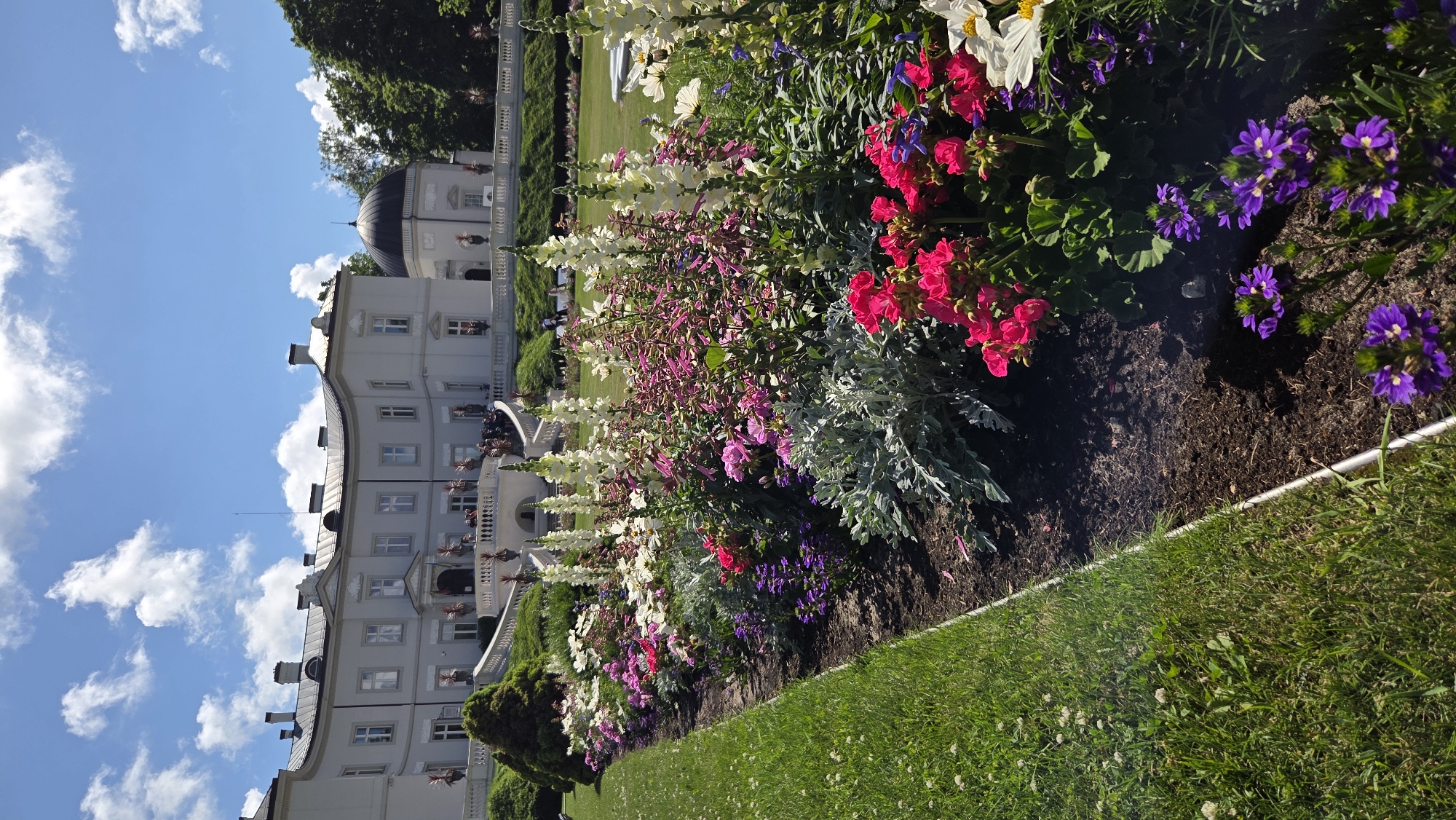 This is a vertical, eye-level shot of the Palanga Amber Museum and its manicured flower gardens on a sunny day. In the background, a large, light-colored, stately building with multiple windows and a dark domed annex stands under a bright blue sky with white, puffy clouds. A wide, white, ornate staircase with balustrades leads up to the building, and several people in dark clothing are visible on the staircase and the terrace in front of the building.
In the foreground, a vibrant flower bed runs horizontally across the bottom of the frame. It is densely packed with a variety of flowers in shades of pink, white, deep red, and purple, interspersed with silvery-grey foliage plants. The flowers are in full bloom and create a colorful border along a dark soil path. To the left of the flower bed is a well-maintained, bright green lawn with scattered white clover flowers. The scene is bathed in bright sunlight, casting shadows on the grass and soil.