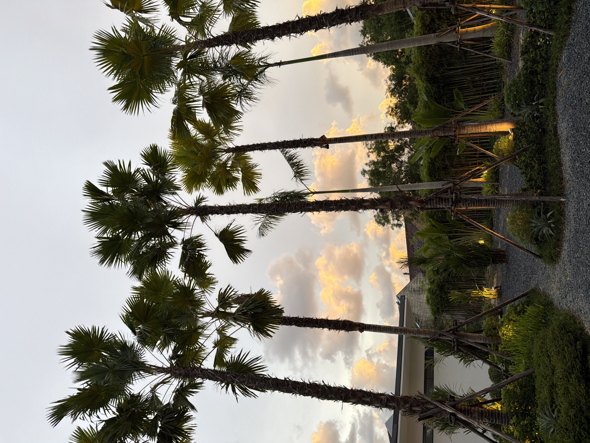 The image displays a vertical composition of tall palm trees against a sky with dramatic clouds, illuminated by the warm hues of sunset. The scene is set in a tropical location, likely Thep Krasatti, Thailand, evident from the lush vegetation and the style of the architecture partially visible. The palm trees, with their distinctive fan-shaped fronds, dominate the foreground, their trunks showing rough texture and support structures, suggesting they are recently planted or maintained.
In the background, a pathway made of dark gravel leads alongside manicured greenery and bamboo fencing. Subtle, warm lighting emanates from the ground, accentuating the plants and creating an inviting atmosphere. A glimpse of a modern building with white walls and a dark roof suggests a contemporary resort or residential area. The time of day is clearly sunset, with the sky displaying a gradient of soft grays to vibrant oranges and yellows where the sun is setting behind the clouds. The weather appears calm, with no indication of rain. The overall mood is serene and tropical, evoking a sense of tranquility and natural beauty enhanced by thoughtful landscaping and lighting. No visible text is present in the image.