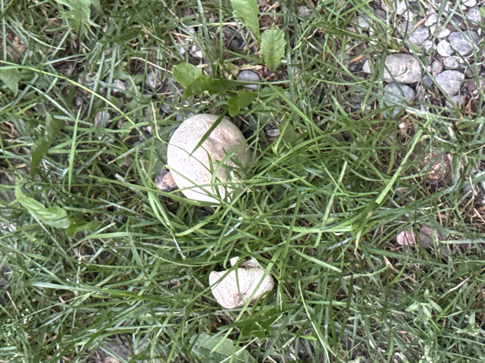 This media file is a top-down, close-up shot of a grassy area with scattered pebbles and two puffball mushrooms. The mushrooms are roughly spherical and off-white in color with a textured surface. One mushroom is larger and more prominent in the upper left quadrant of the frame, while the other is smaller and positioned towards the bottom center. The grass is green and appears somewhat wild, with individual blades clearly visible. The pebbles are small and varied in color, ranging from light gray to darker shades, and are interspersed with the grass and soil. The lighting suggests it is daytime, but the specific time is not discernible. The overall scene is natural and appears to be an outdoor setting, possibly a lawn, park, or woodland edge. No people, text, or discernible emotions are present in the image. The focus is on the mushrooms and the natural elements surrounding them.