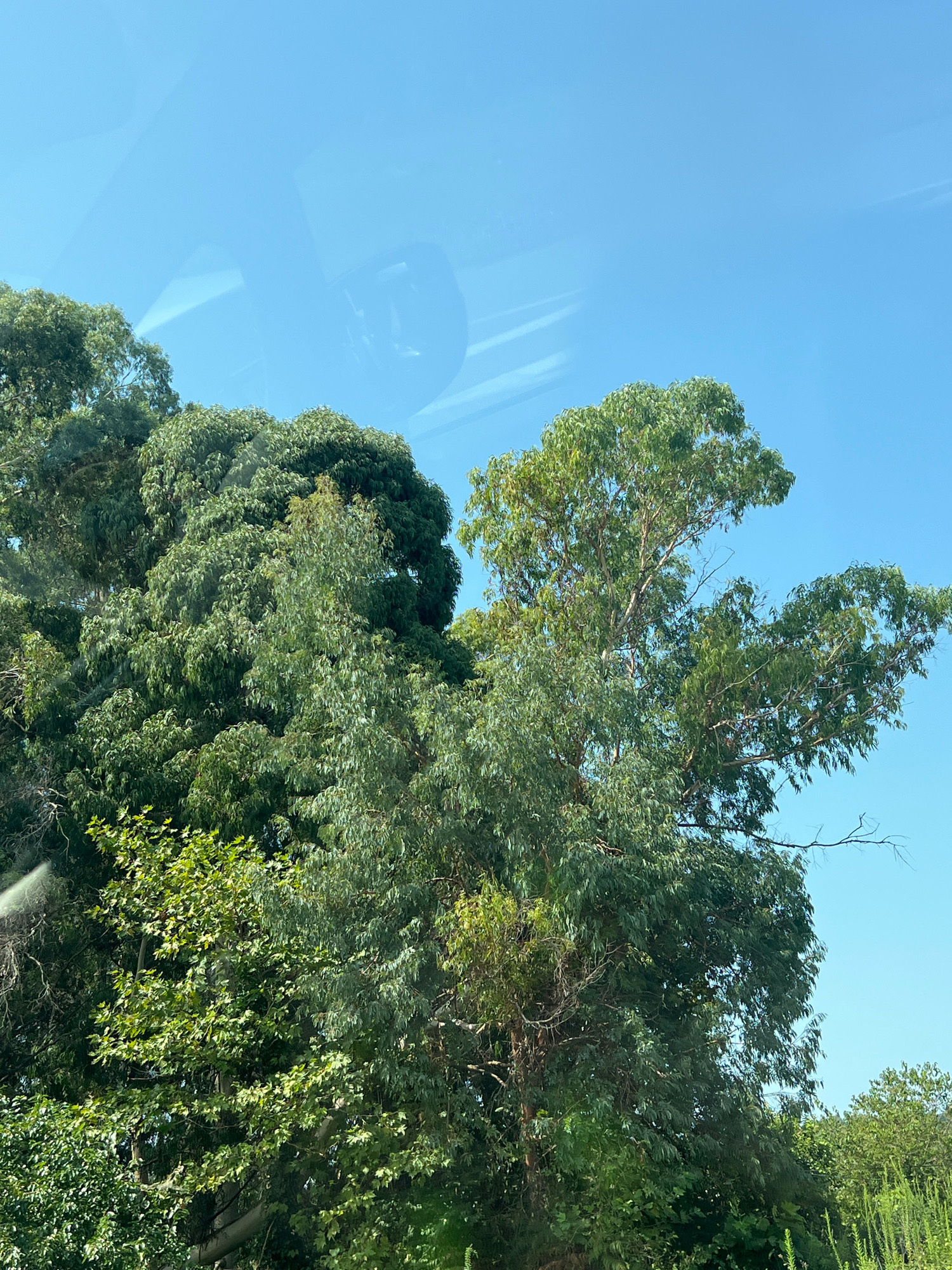 The image shows a view from a car, looking up at a dense canopy of trees against a bright blue sky. The trees are predominantly green, with some areas appearing lighter and more feathery, suggesting different species or lighter foliage. The sky is clear, with faint reflections on what appears to be the car window, including a dark, rounded shape possibly from a rearview mirror. The scene is set outdoors in Achadara, Abkhazia, with no people or animals visible. The overall impression is one of abundant natural growth in a sunny environment.