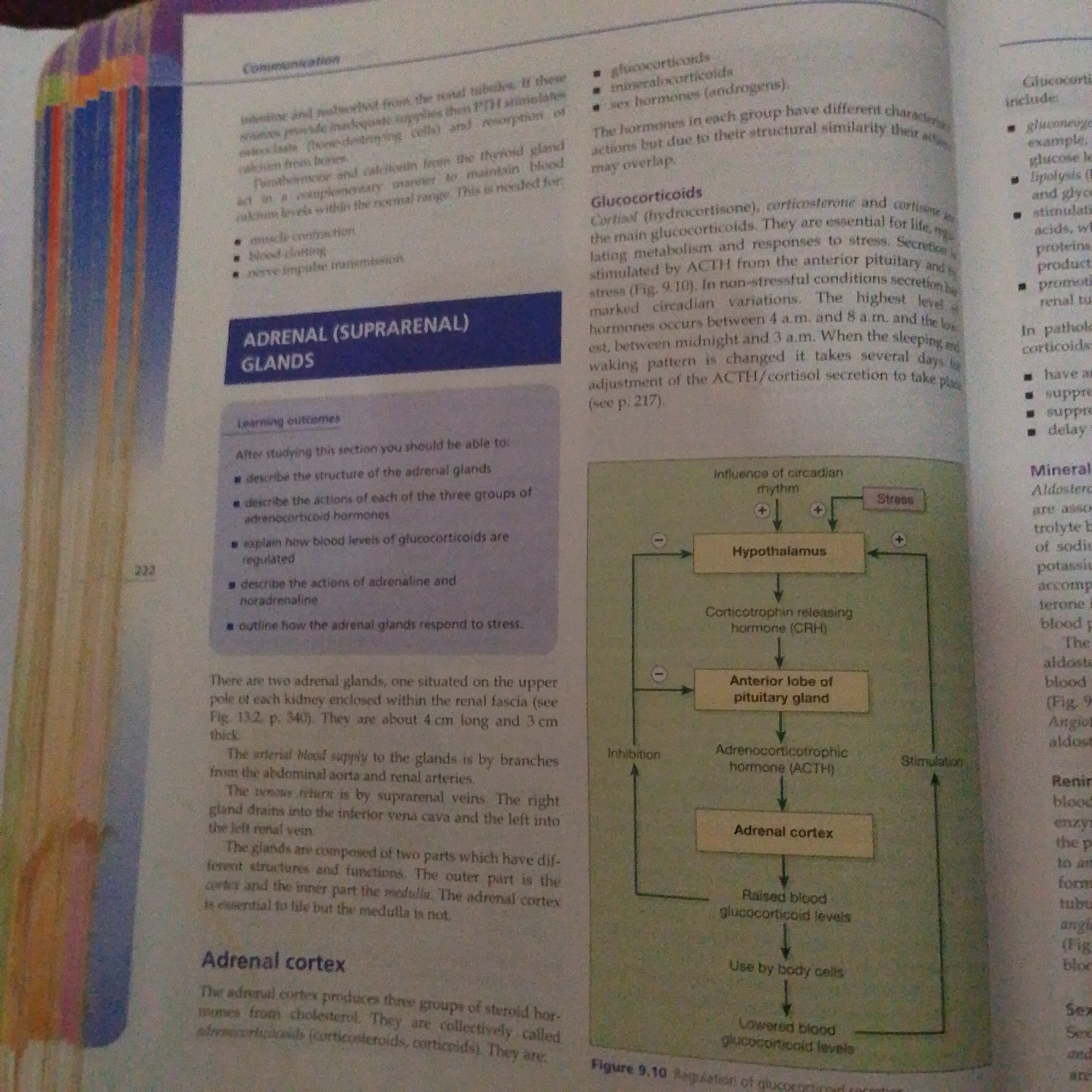 This image is a page from a biology textbook, displaying text and a diagram related to the adrenal glands and hormone regulation. The text describes the functions of glucocorticoids and mineralocorticoids, the regulation of glucocorticoid secretion by the hypothalamus, pituitary gland, and adrenal cortex, and the actions of adrenaline and noradrenaline. The diagram illustrates the feedback mechanism involved in the regulation of glucocorticoid secretion, showing how stress and circadian rhythm influence the hypothalamus, which in turn affects the pituitary gland and adrenal cortex, leading to changes in blood glucocorticoid levels. There is no discernible connection to the city of Jalingo, Nigeria, nor any elements that would allow for a forensic description.