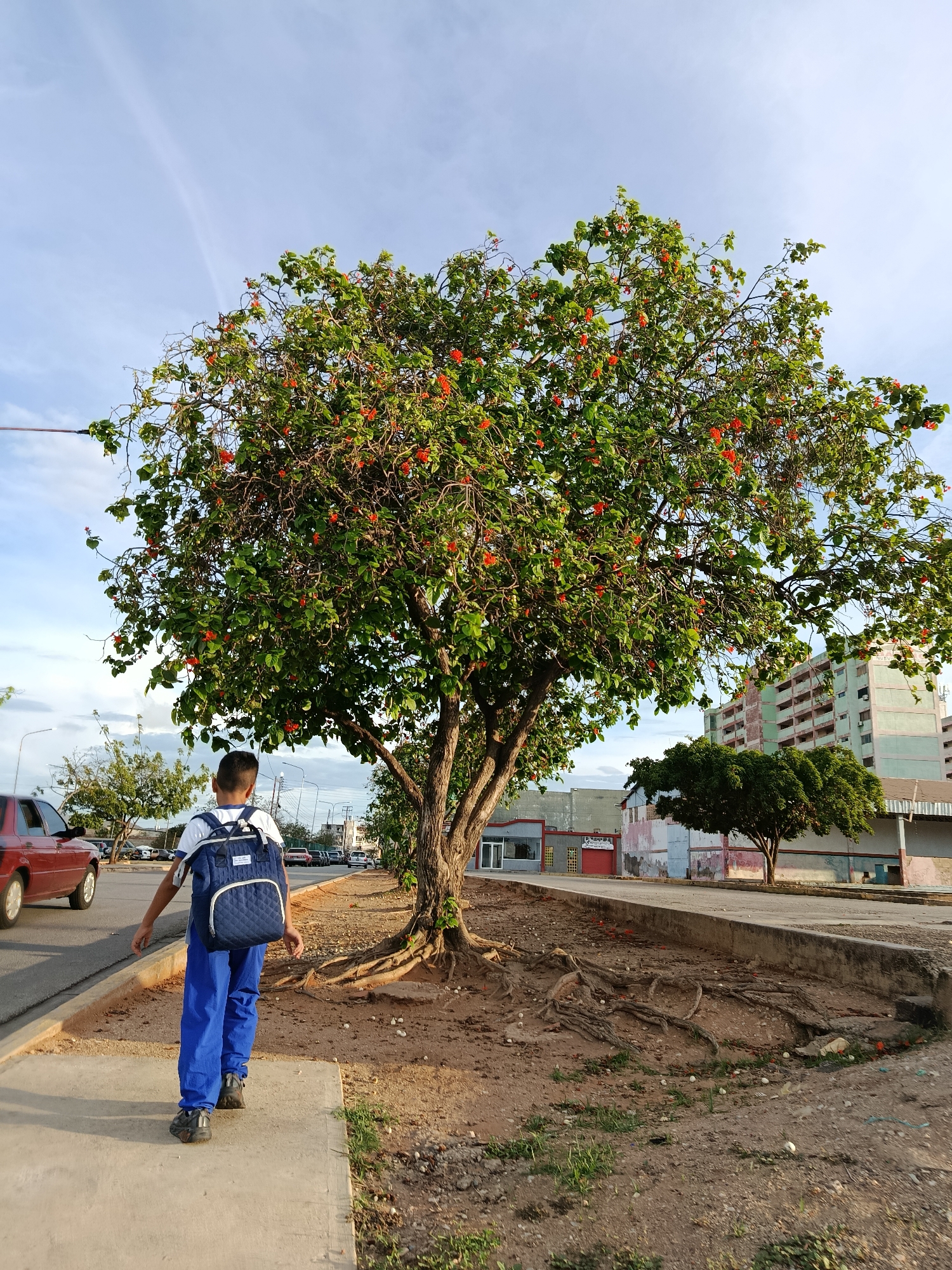 The image depicts a street scene in Juan Griego, Venezuela. A young person wearing a white t-shirt, blue pants, and a blue backpack walks away from the camera on a sidewalk. To the left of the sidewalk, a red car is partially visible. Adjacent to the sidewalk and street is a large tree with green leaves and clusters of red flowers, its exposed roots spread across the dirt ground. Beyond the tree and sidewalk, a paved road is lined with various buildings, including a multi-story light blue and green apartment complex on the right. The sky is a mix of blue and white clouds. The overall environment suggests an urban setting with a mix of natural elements and infrastructure.