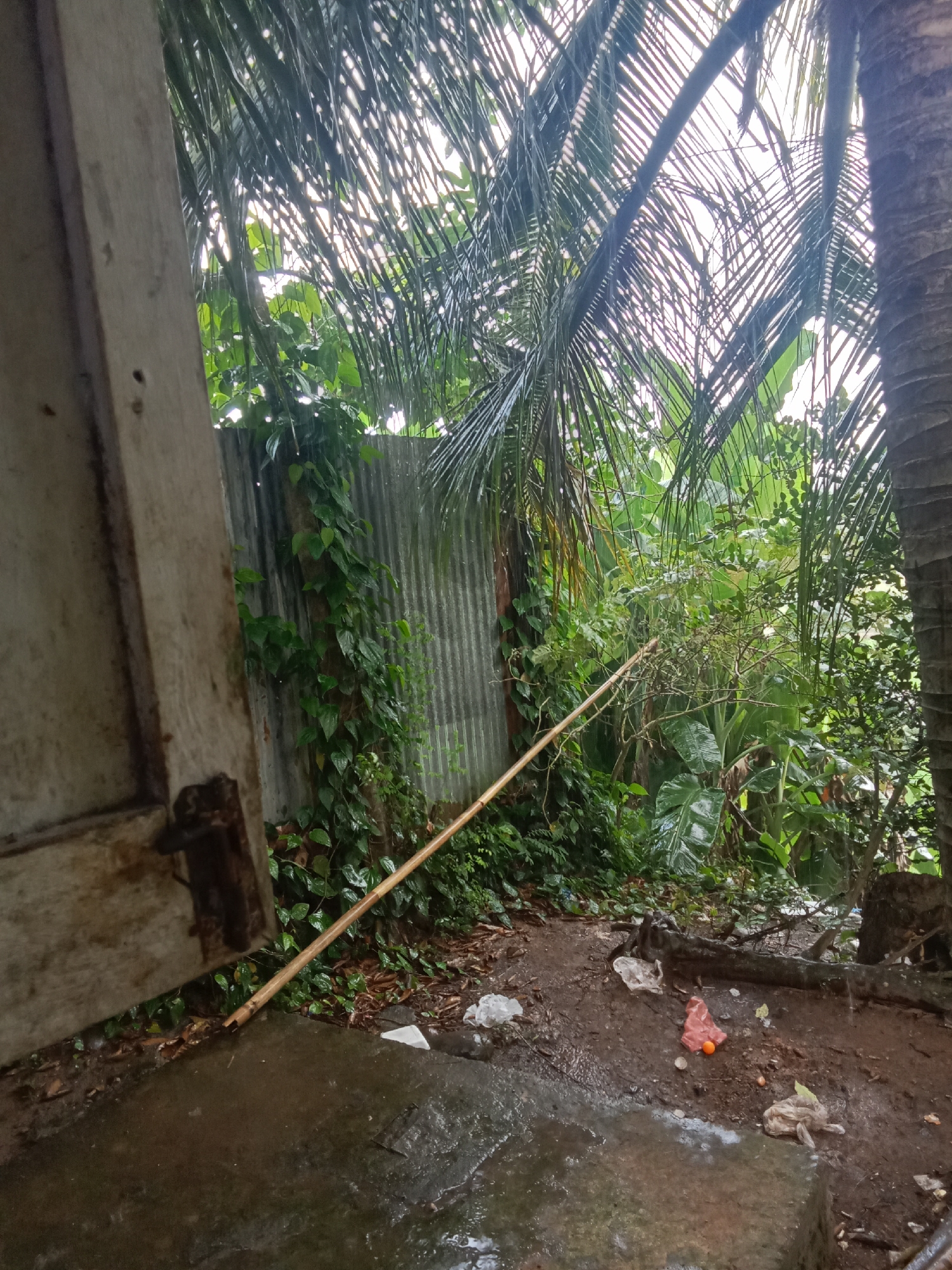 A close-up shot captures a corner of a messy outdoor area, possibly in Buketglumpang, Indonesia, with a focus on a weathered wooden door on the left. Beyond the door, a corrugated metal fence is visible, partially covered by lush green vines. A long, light-colored bamboo pole leans against the fence, extending from the bottom right corner of the frame upwards and to the left. The ground is a mixture of mud and water, with some scattered debris including plastic bags and what appears to be a piece of red plastic or fabric with an orange sphere on top. Tall, leafy trees and palm fronds dominate the background, with sunlight filtering through the leaves, suggesting an overcast or early morning/late afternoon setting. The overall impression is one of disarray and natural overgrowth.