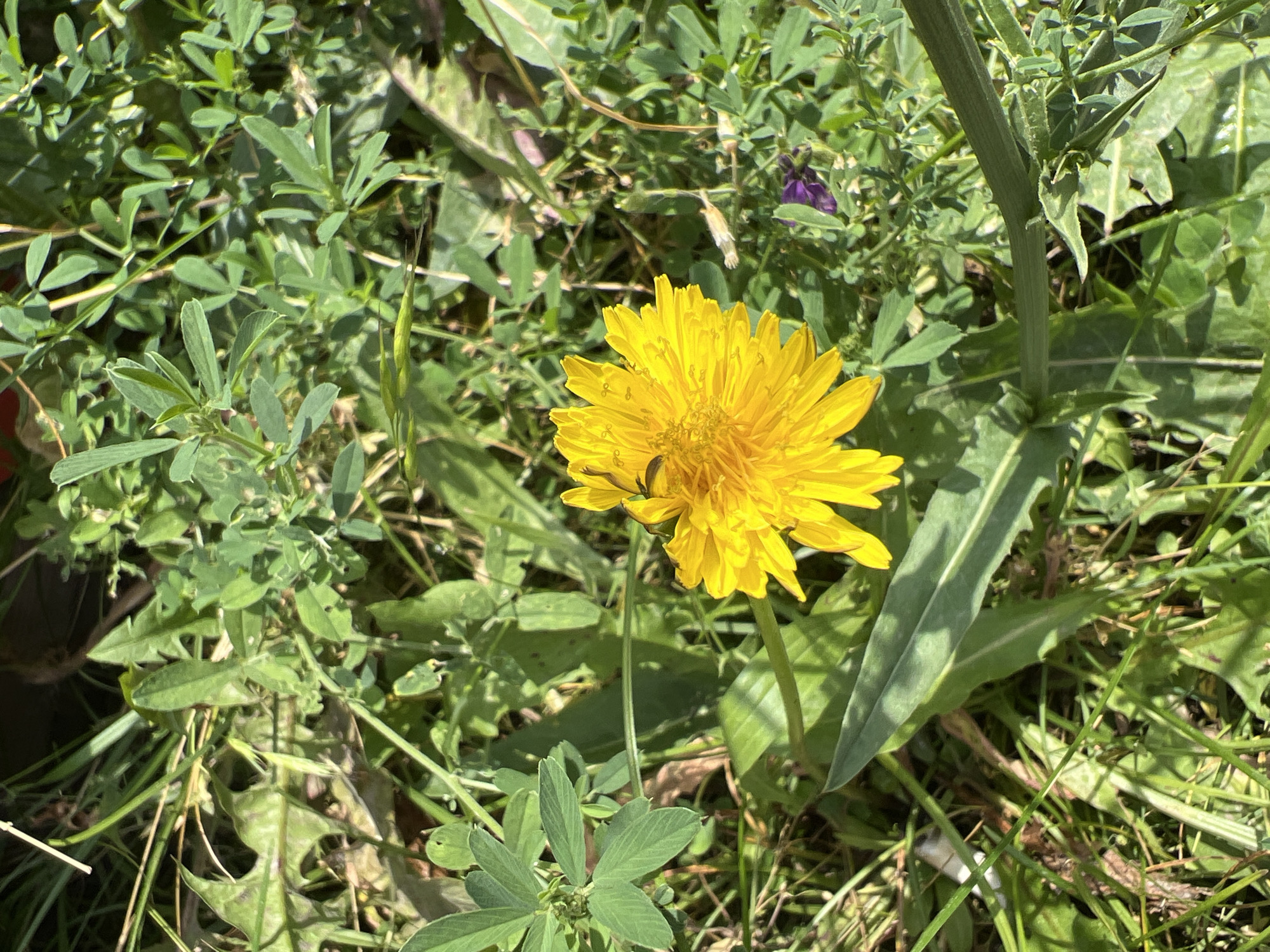 A close-up, overhead shot captures a vibrant yellow dandelion in focus, its petals fanned out against a backdrop of lush green foliage and grass. The dandelion is situated slightly off-center to the right. A small, dark insect, possibly a fly or bee, rests on the flower's surface. The surrounding vegetation is a mix of broad leaves, pointed blades of grass, and smaller clover-like plants with multiple leaflets. A single, small purple flower is visible in the lower right portion of the frame, partially obscured by the greenery. The lighting suggests a bright, sunny day, casting dappled shadows across the scene. The image appears to be an outdoor natural setting, possibly a park or meadow. No specific landmarks or urban features are identifiable to confirm a Yuryevka, Kyrgyzstan location.