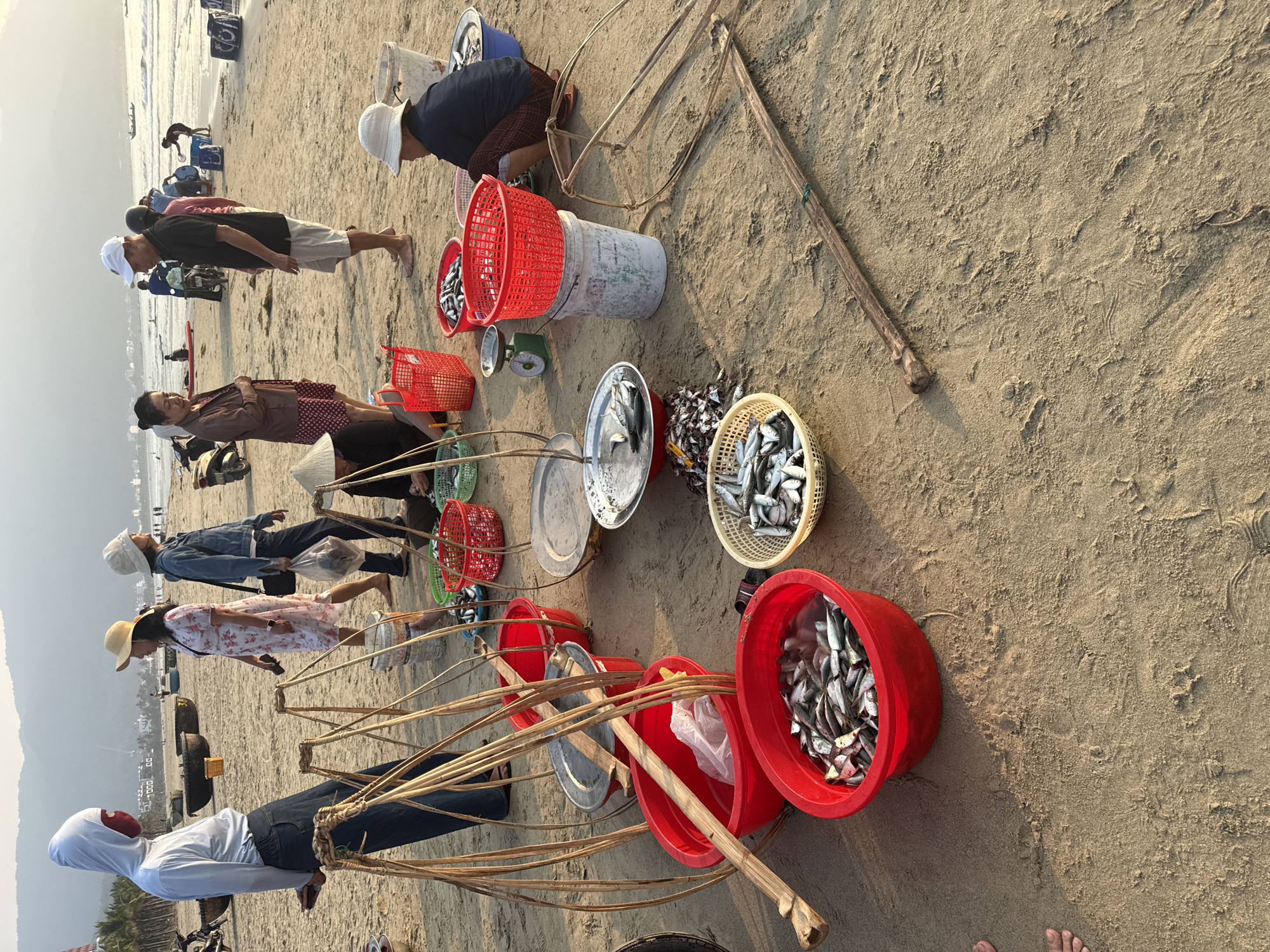 Several people are on a sandy beach, likely in Đà Nẵng, Vietnam, carrying baskets of fish using shoulder poles. The people appear to be of Asian descent, dressed in casual clothing, some wearing hats or conical hats (nón lá). The beach is sandy, with a view of the ocean and a distant coastline. Baskets and buckets filled with silvery fish are placed on the ground. A weighing scale is visible among the containers of fish. Some individuals seem to be weighing or preparing the fish. The scene suggests a local fishing community engaging in the sorting and selling of their catch. Motorcycles are parked near the beach.