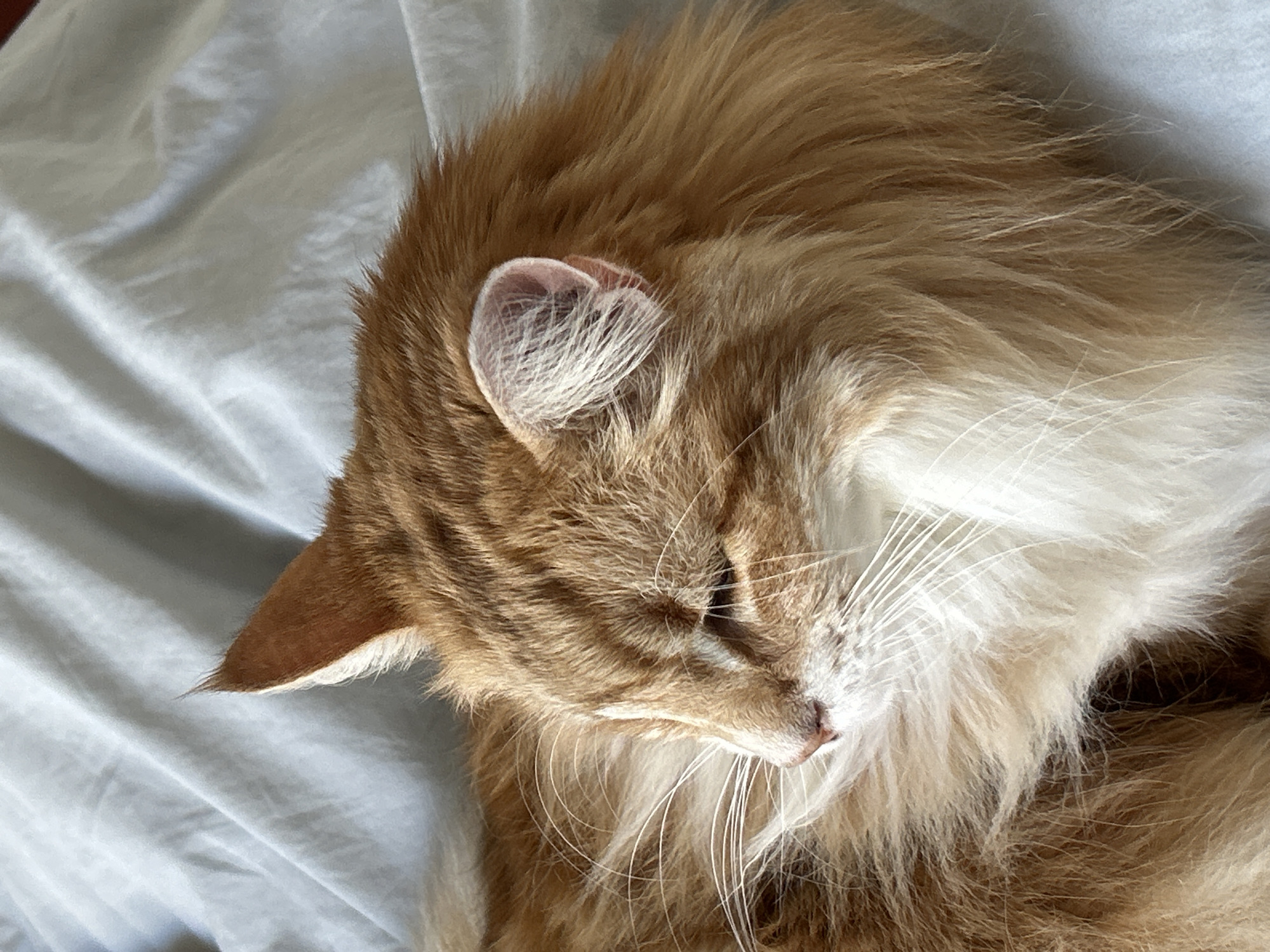 A close-up, top-down shot shows a ginger and white long-haired cat resting on a light-colored, possibly white, wrinkled fabric, likely a bed sheet. The cat's head is turned to the left, with one ear visible and upright, and the other partially obscured by its fur. The cat's eyes are either closed or only slightly open, indicating a relaxed or sleepy state. Its whiskers are long and white, and its fur appears soft. The lighting is soft and natural, illuminating the cat and the fabric. There is no indication of any specific location, particularly Strasbourg, France, in the image.