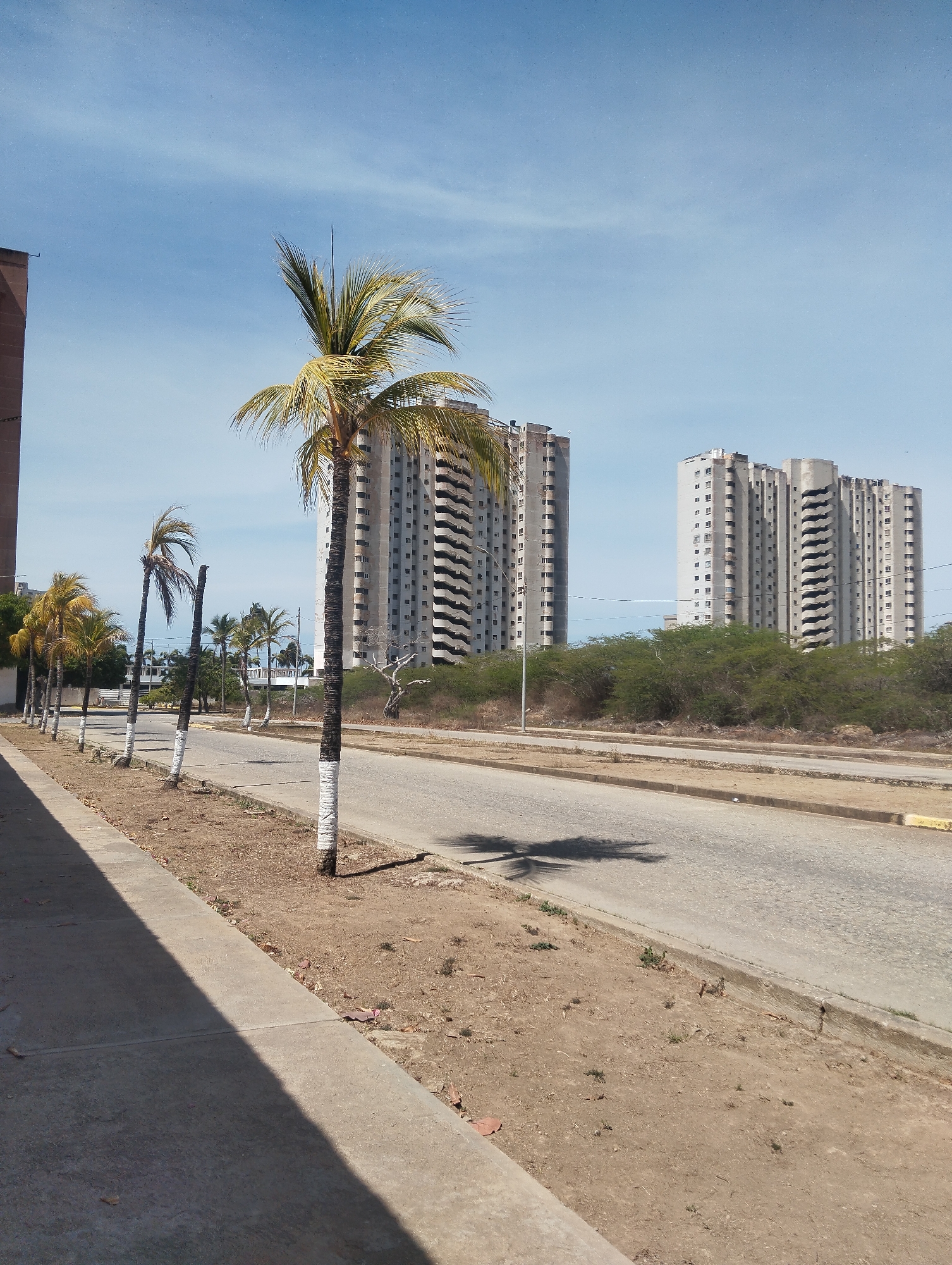 The image shows a street scene in Porlamar, Venezuela, on a sunny day. The street is lined with young palm trees, their trunks painted white at the base. Two large, unfinished or abandoned high-rise apartment buildings stand in the background, behind a strip of dense, low-lying vegetation. The road surface is cracked and weathered. A wide, bare strip of dirt separates the road from the sidewalk. The overall impression is one of neglect and economic stagnation. There are no people visible.