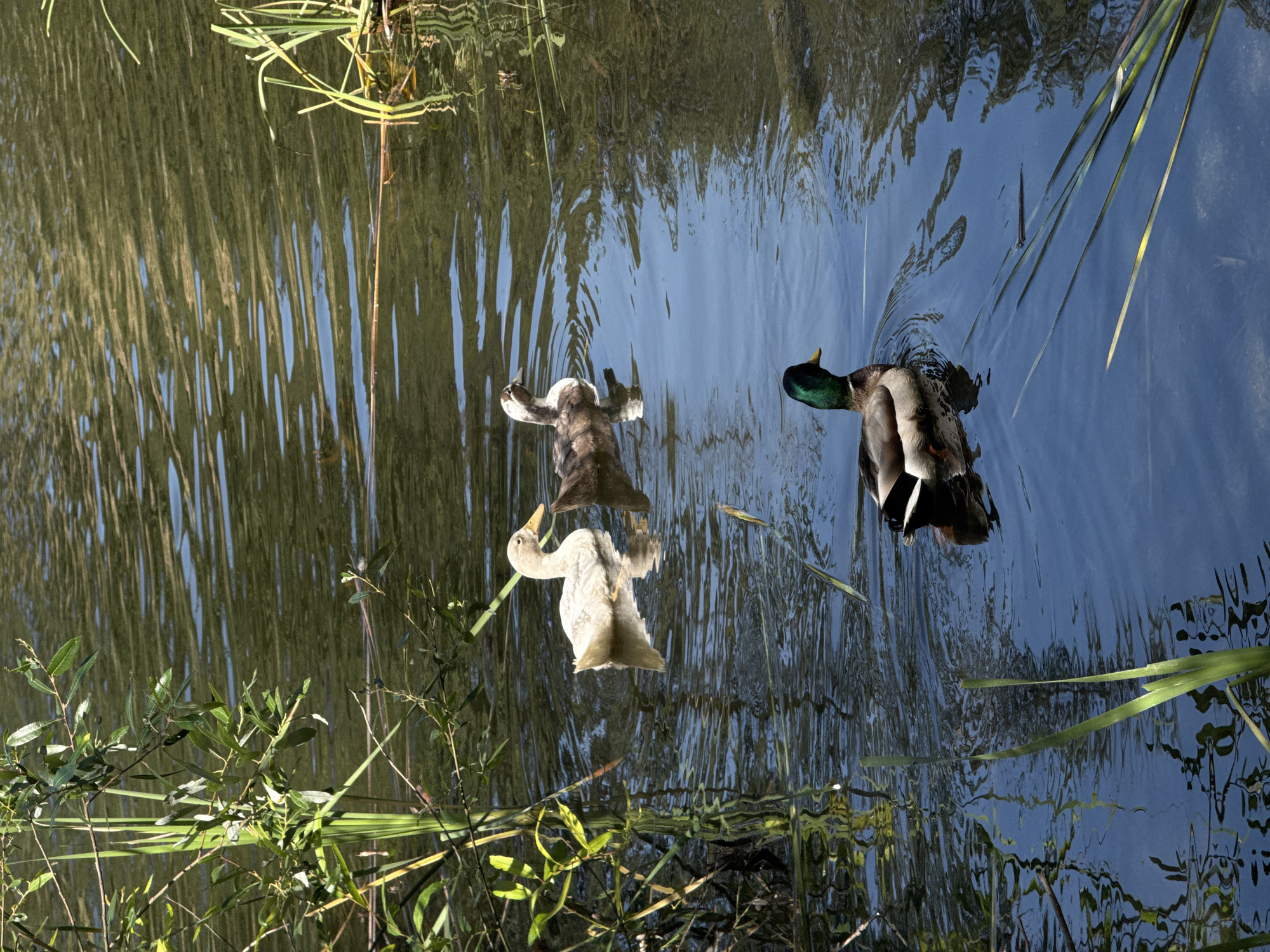 The image shows three ducks swimming in a body of water. One appears to be a Mallard with a green head, swimming towards the upper right corner. Below it are two ducks that are less distinct in color; they may be reflections or different types of ducks. The water is rippled, reflecting the sky. Vegetation is visible along the edges of the water, including reeds and leafy branches. The location is not specified, and the image does not provide sufficient information to ascertain whether the location is in Los Angeles, United States of America.