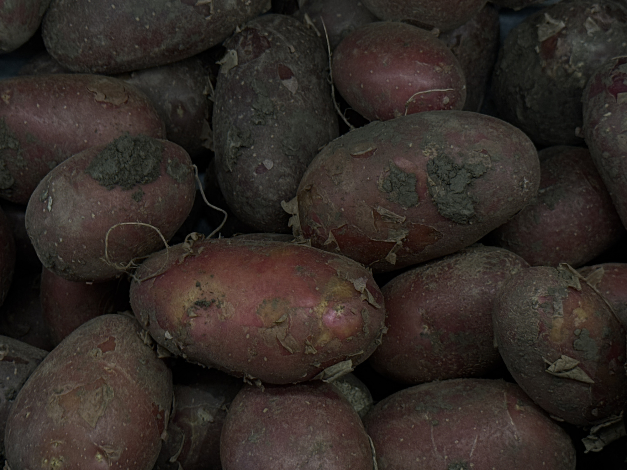 A close-up, top-down shot captures a pile of roughly-shaped, red-skinned potatoes, some with dirt still clinging to them, filling the frame. The lighting is dim, creating a moody atmosphere and casting shadows that obscure finer details. The potatoes vary in size and shape, with some appearing smoother and others rougher. Some potatoes have visible blemishes or are slightly bruised. The image appears to be taken in a dimly lit, indoor setting, possibly a market stall or a storage area. There are no people or animals visible in the frame, and the focus is entirely on the harvested produce. This image is not specific to Moscow, Russia.
