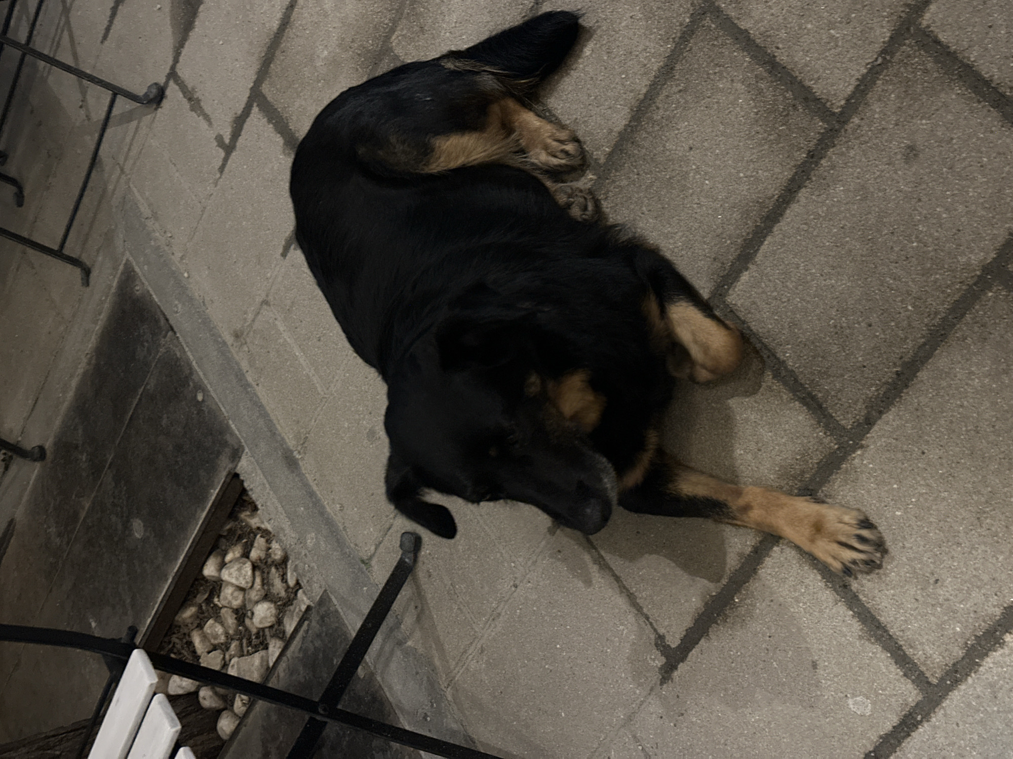 A black and tan dog is lying on a brick patio. The patio is grey. A portion of a black metal chair is visible near the dog. To the left of the chair, there is a section of the patio floor that is open with rocks inside. The location is likely Novi Sad, Serbia, though this is based on the assumption that the image was taken there.