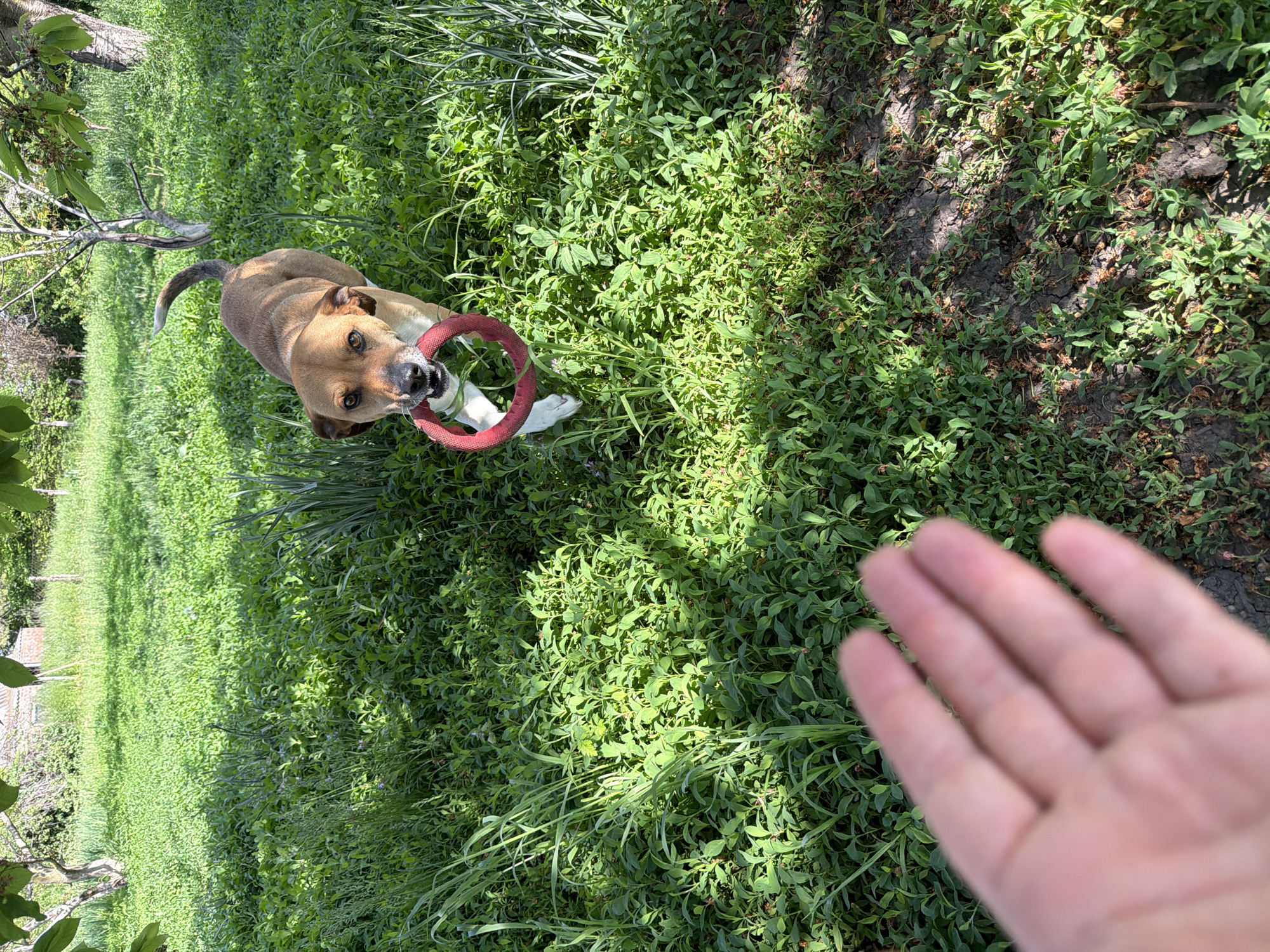 A medium-sized brown dog with a white chest stands on green grass, holding a red toy ring in its mouth. A person's hand is outstretched towards the dog. The scene appears to be outdoors on a sunny day. The exact location in Leningradskaya, Russia, cannot be determined from the image.