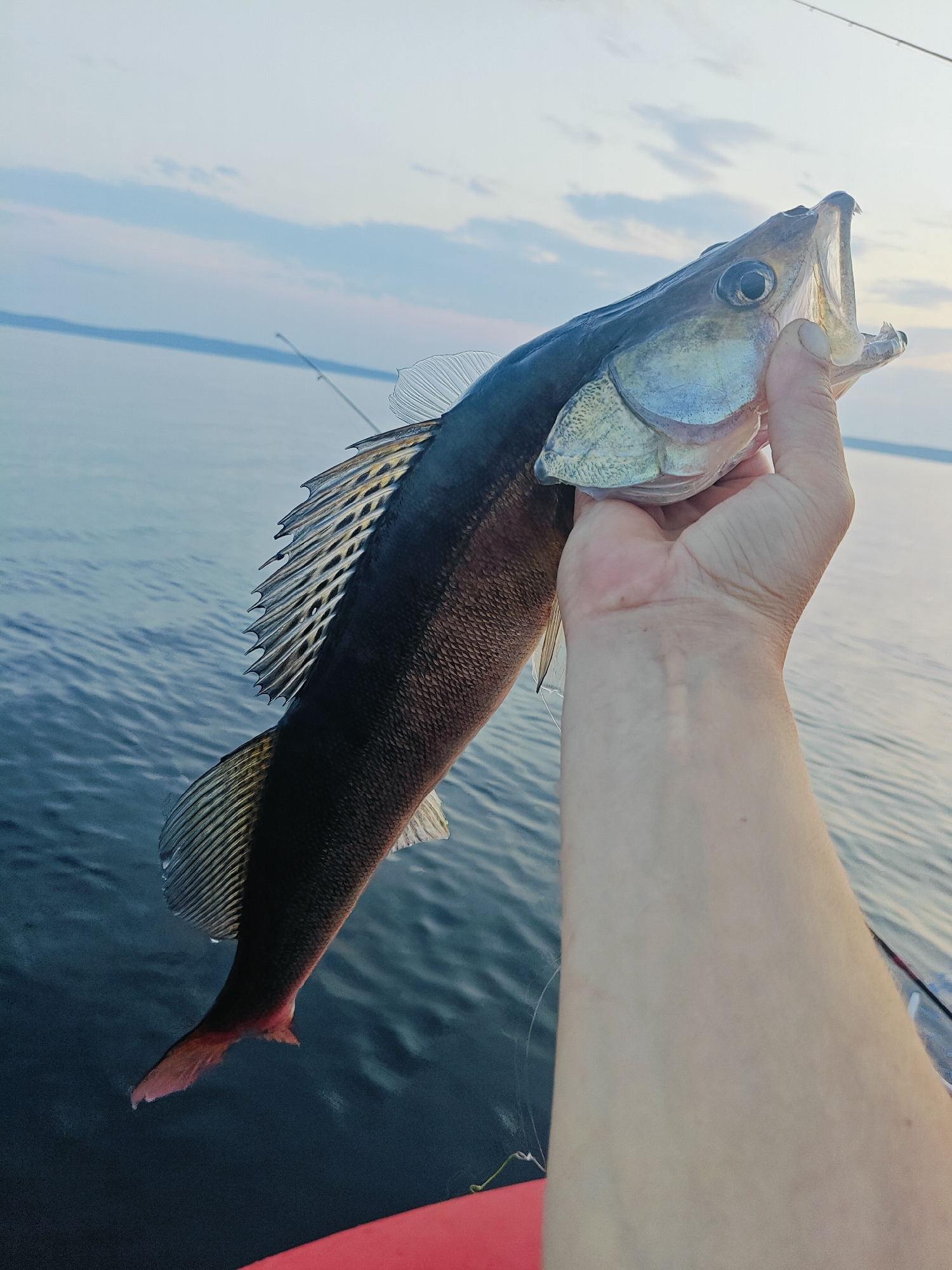 A person's forearm and hand hold a freshly caught fish, its mouth open, against a backdrop of a calm lake and a pale blue sky with wispy clouds. The fish, a dark-bodied specimen with silvery sides and a reddish tail fin, displays prominent dorsal fins and scales. A fishing rod is visible extending upwards in the background, suggesting an outdoor fishing activity. The scene appears to be set near the Kama River in Chaykovsky, Russia, given the presence of a body of water characteristic of the region. The overall lighting indicates it might be early morning or late evening.