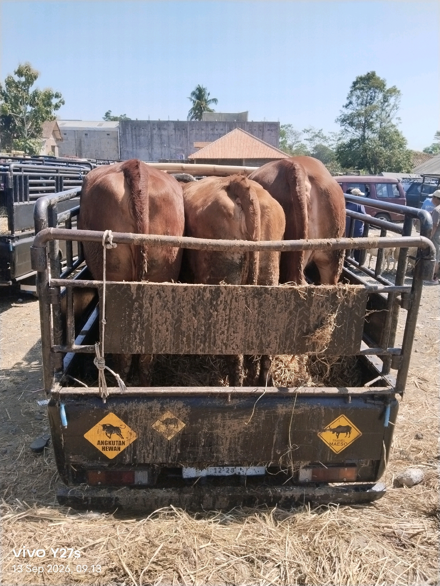 In a sun-drenched outdoor scene in Wonosido, Indonesia, three brown cows are being transported in the bed of a dark-colored utility vehicle. The vehicle is heavily soiled with mud and straw, indicating its use in transporting livestock. The cows are positioned facing away from the camera, their hindquarters visible. They are standing on a bed of dry straw, and some straw is also visible around the vehicle.
The vehicle has a metal railing system that encloses the cows. A rope is tied to one of the railings. On the rear of the vehicle, two yellow diamond-shaped warning stickers are visible. The sticker on the left shows a silhouette of a bull and reads "ANGKUTAN HEWAN" (Animal Transport). The sticker on the right shows a silhouette of a buffalo and reads "TRAVEL MAESO".
In the background, there are several buildings with tiled roofs and concrete walls, suggesting an urban or semi-urban environment. Trees, including a palm tree, are also present. Other vehicles, including a dark red van and a black truck, are parked in the vicinity. A few people are visible in the background, some wearing hats. The ground around the vehicle is covered in dry straw and dirt. The sky is clear and blue, indicating a sunny day. A watermark in the bottom left corner reads "vivo Y27s 13 Sep 2026, 09:13".