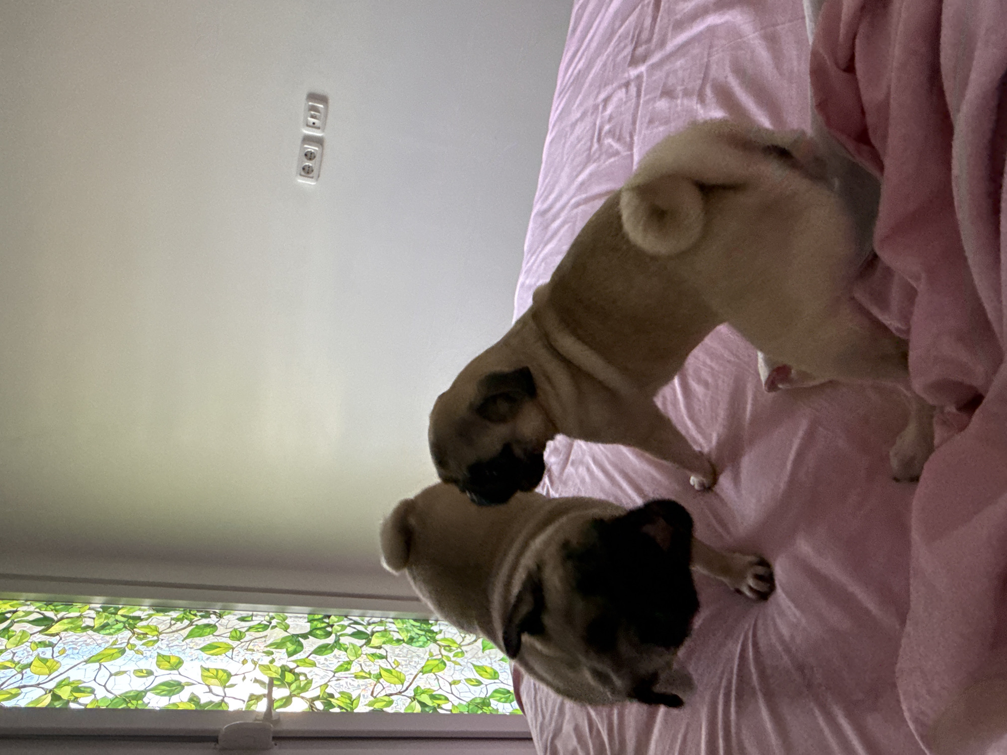 Two fawn-colored pugs are on a pink bed. The pug on the left is facing away from the camera, with its head down, and its tail curled. The pug on the right is facing the pug on the left, with its head down and its tail curled. A window with stained glass depicting green leaves is on the left side of the image. The wall behind the bed is light gray, with two electrical outlets visible.