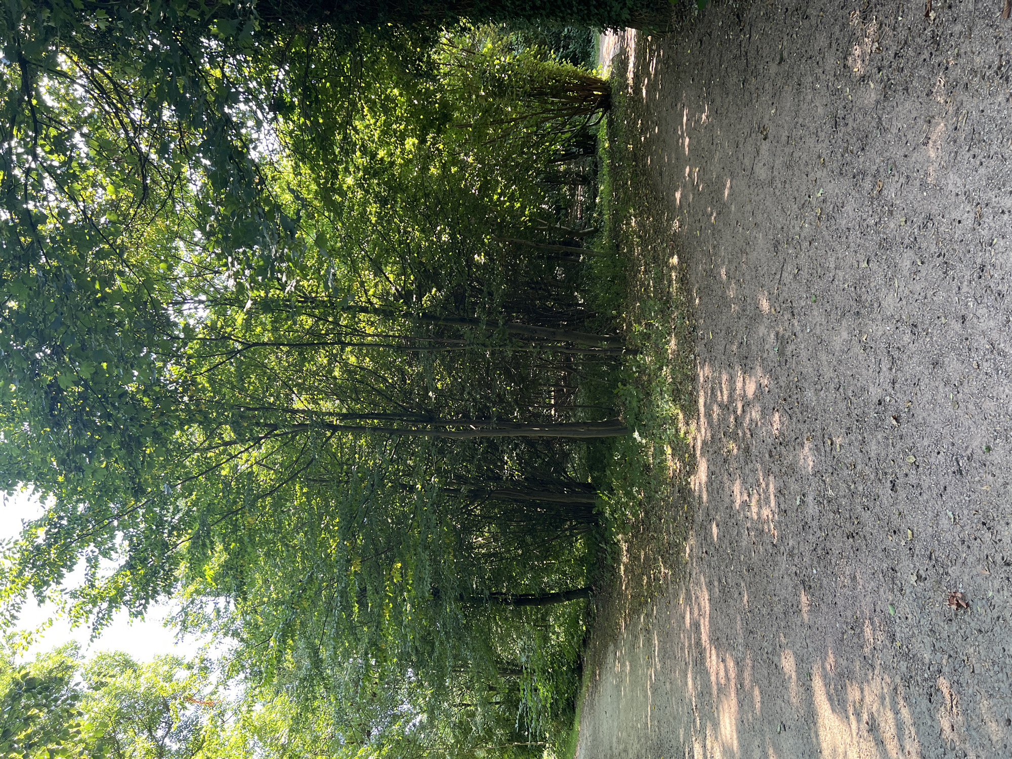 The image shows a fork in a dirt path within a wooded area. The path is covered in gravel and fallen leaves, with dappled sunlight filtering through the dense green foliage of the surrounding trees. The trees are deciduous and appear to be of moderate height, with thick trunks and leafy canopies. The path curves to the left and to the right, disappearing into the greenery. No people or animals are visible in the scene. The environment is natural and appears to be a park or forest trail.
