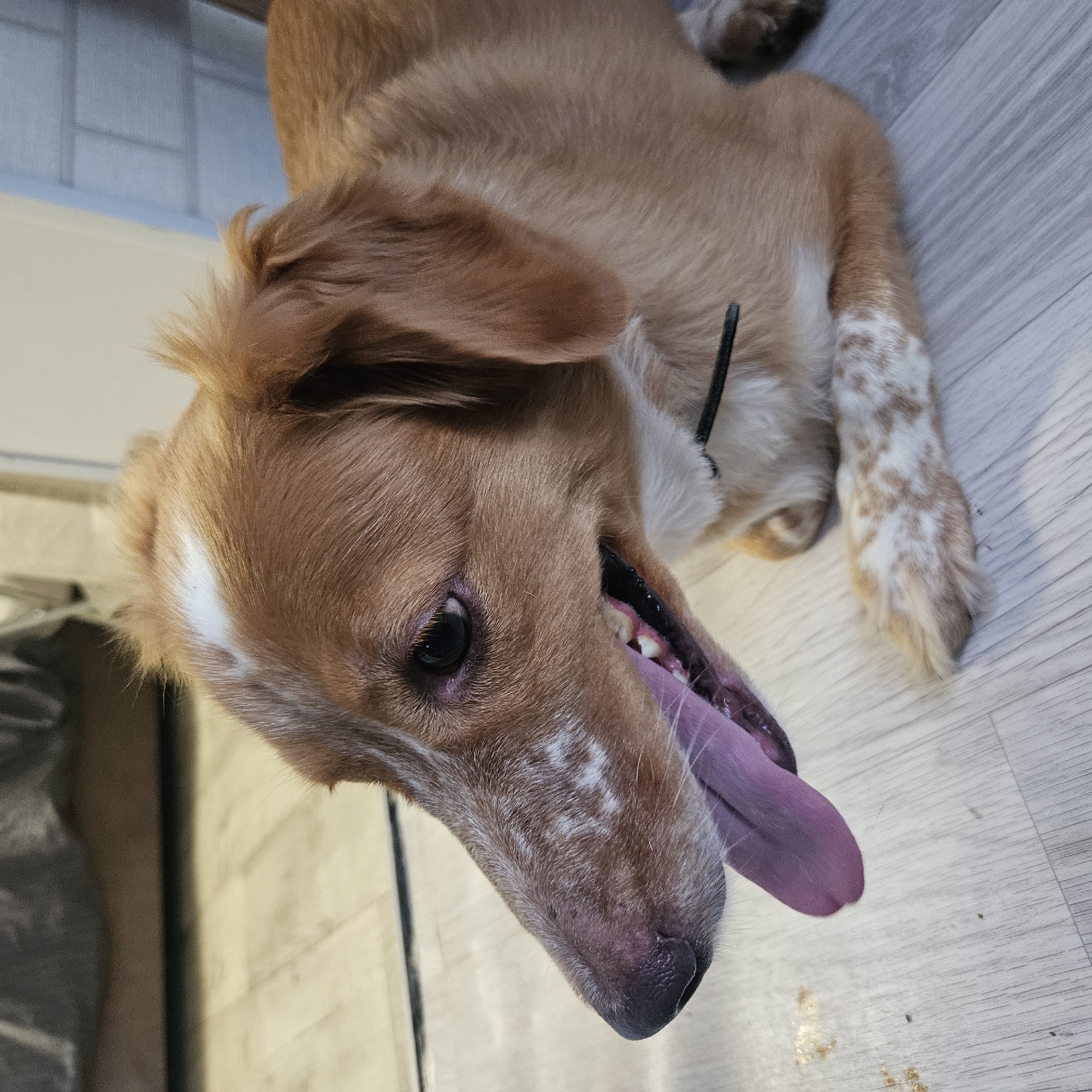 This is a medium-shot, eye-level photograph of a dog lying on a light-colored wooden floor. The dog, primarily reddish-brown with white markings, is panting with its pink tongue visible. Its left ear is slightly raised, and its head is turned to the left. White speckles are visible on its muzzle and forehead. A dark collar is present around its neck. The floor shows some light-colored streaks and a few small, yellowish spots, likely debris. The background is out of focus and includes what appears to be furniture covered with a dark fabric and a wall with a horizontal pattern. There is no indication of the specific location being in Chelyabinsk, Russia.