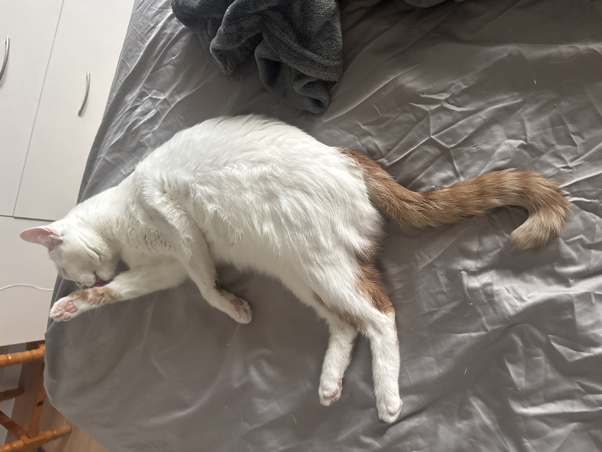 An image, captured in the city of Sofia, Bulgaria, displays a domestic cat engaged in self-grooming on a bed. The cat, predominantly white-furred, features distinct orange/ginger coloration on its lower back, hind legs, and a full, bushy tail. It is positioned on its left side, with its head turned towards its raised right front paw, which is actively engaged in cleaning its muzzle area. Pink paw pads are visible on the front paw and the exposed hind paws. The cat's eyes are closed. The bedding consists of a rumpled, light grey fitted sheet, upon which a few stray white hairs are visible. To the immediate right of the cat, a crumpled dark grey, fluffy blanket or throw is present. The background on the left reveals a section of a light brown wooden furniture leg. The background on the right features a white chest of drawers or bedside table equipped with two horizontal silver handles. The scene is illuminated, suggesting ambient daylight.