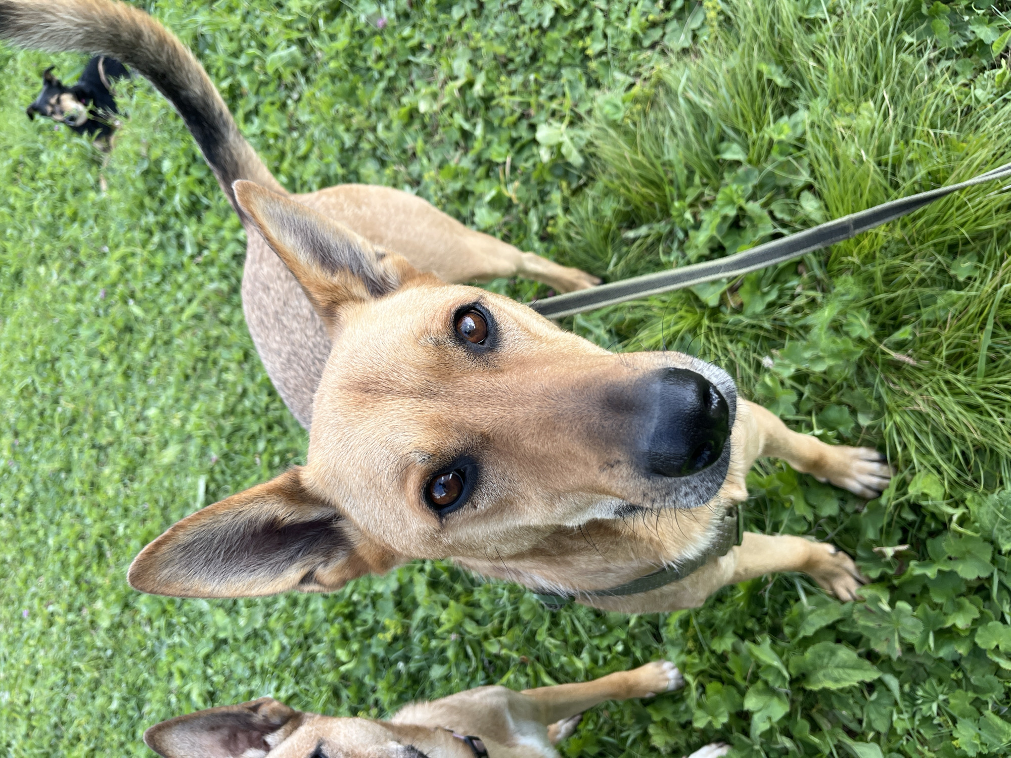 The image shows three dogs in a grassy outdoor area. In the foreground, a tan-colored dog with large ears is looking directly at the camera, with its nose close to the lens. A tan-colored dog is partially visible to the left of the main dog. In the background, a small black and tan dog is lying down in the grass. The ground is covered in green grass and some low-lying plants. The image does not contain any information about the location in Nizhny Tagil, Russia.
