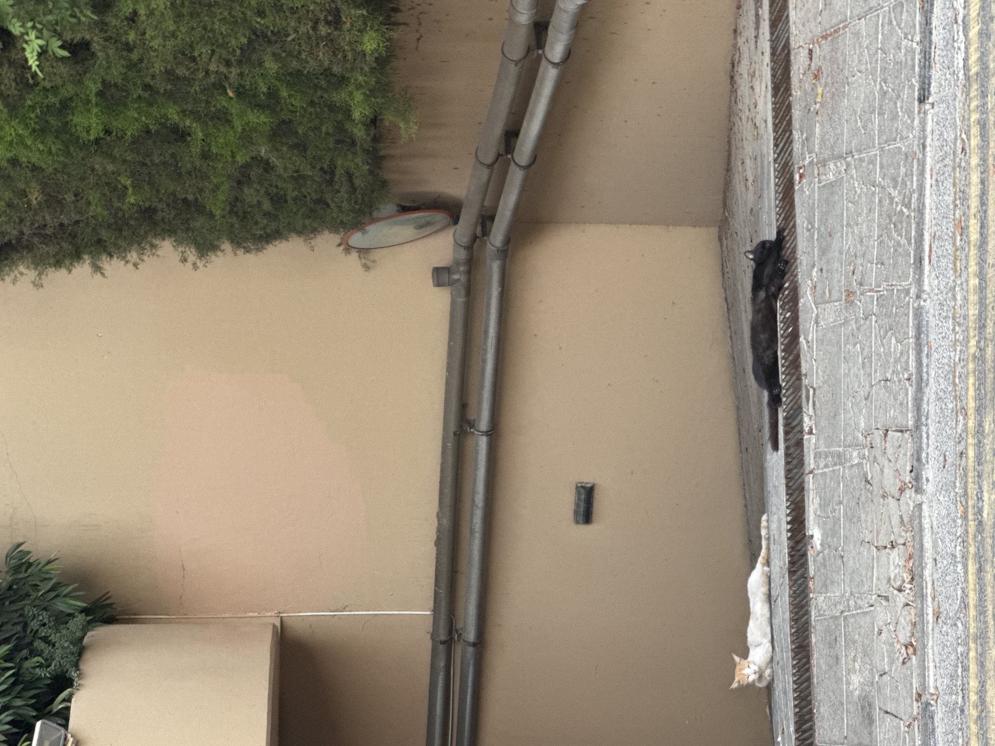 Two cats are lying down on a metal grate in front of a beige wall. A white and orange cat is on the left, and a black cat is on the right. In the background, there are pipes running along the wall and some greenery at the top. The scene appears to be outdoors, possibly in an urban setting in Agios Tychona Community, Cyprus.