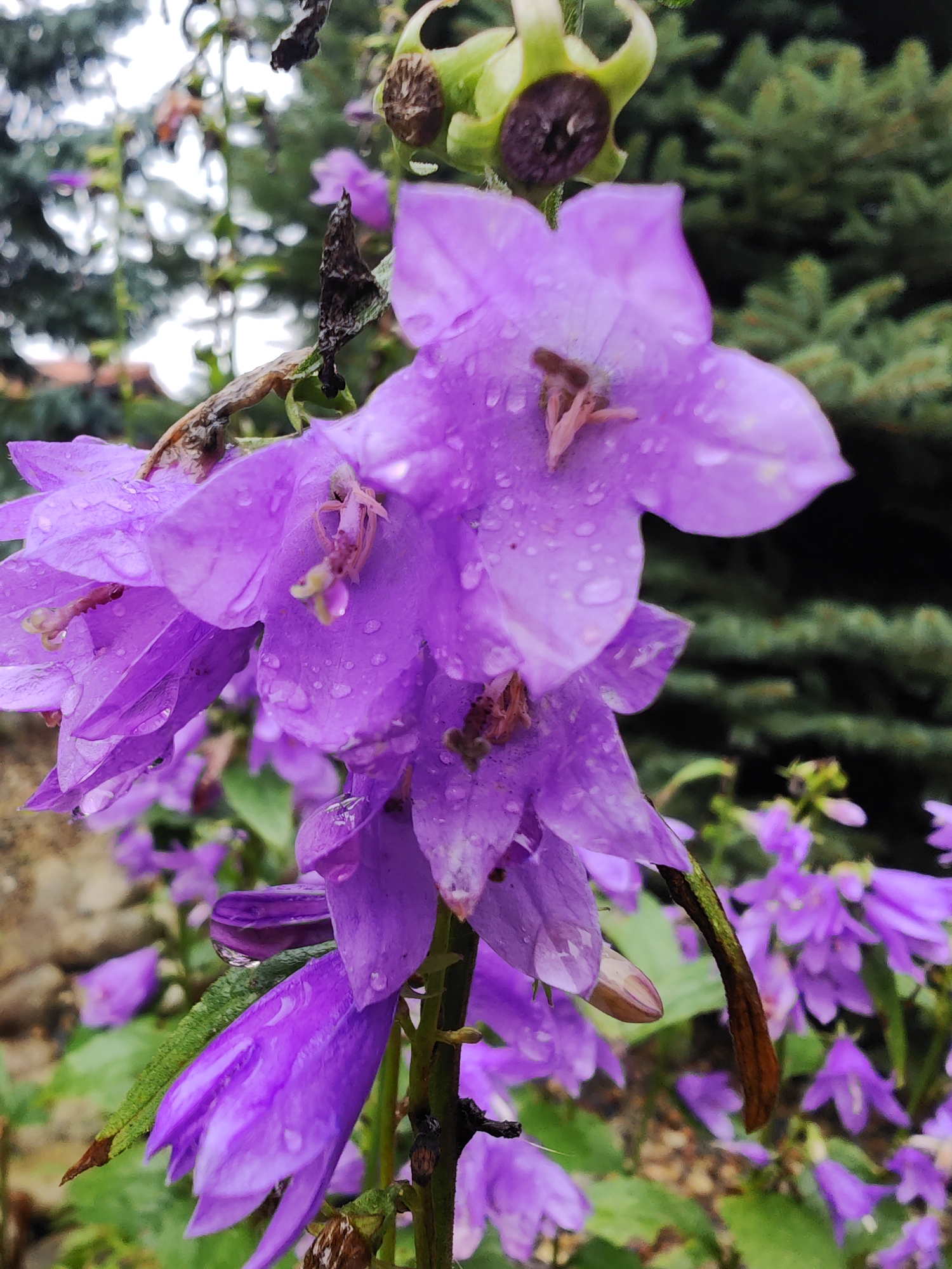A close-up, slightly tilted, portrait-oriented photograph captures a cluster of bell-shaped, purple flowers covered in numerous water droplets, indicating recent rain. The flowers are on a green stem with some brown, withered remnants of older leaves or buds. In the background, out-of-focus elements include more purple flowers, green foliage, and a hint of a stone pathway. The overall setting suggests an outdoor garden or natural area. The image is presumed to be from Zima Yuzhnaya, Russia, based on the provided prompt. No people or animals are visible.