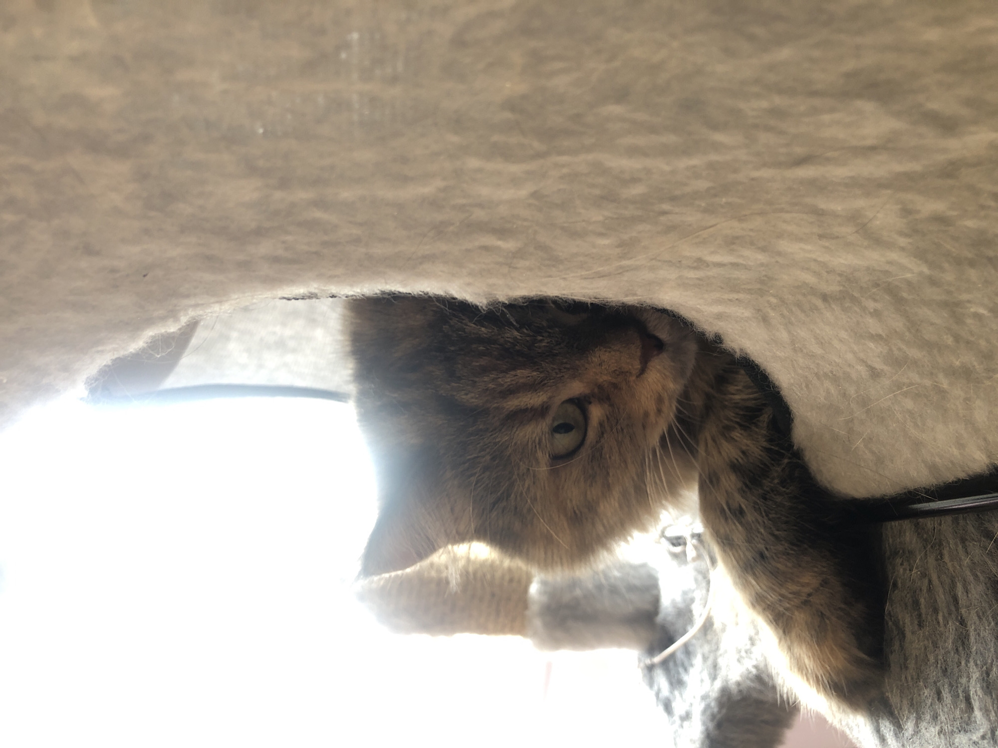 A close-up shot captures a tortoiseshell cat peeking out from behind a plush, cream-colored cat tree. The cat's face is partially obscured, with only one green eye and a portion of its tabby-patterned fur visible. Its paw rests on a grey, textured surface, likely part of the cat tree's base. The background is a bright, blown-out white, suggesting a strong light source behind the cat. The lighting creates a dramatic, ethereal effect, with the cat's fur illuminated by a soft glow. The image is cropped tightly, focusing on the cat's face and a small section of the cat tree.
