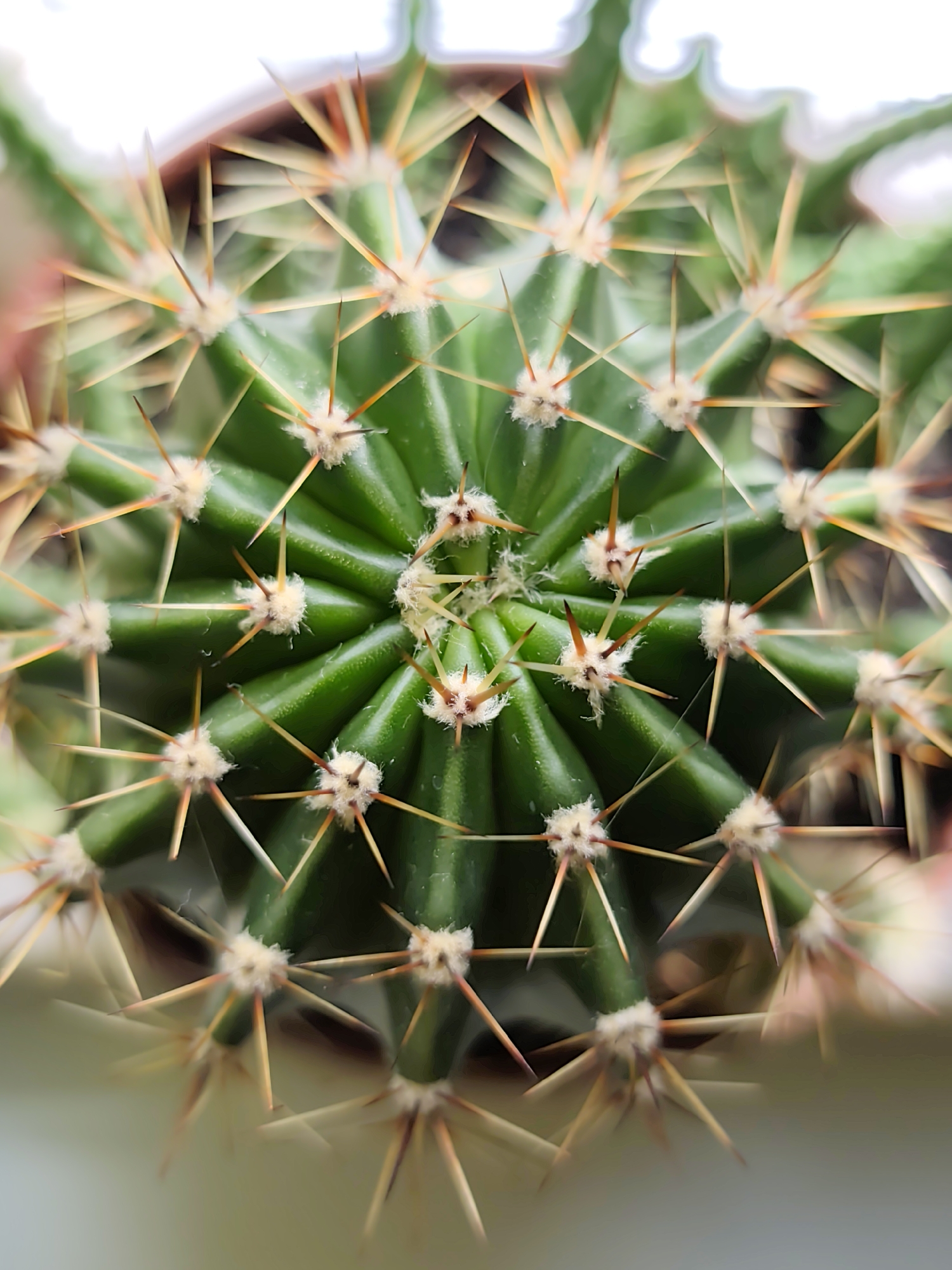A close-up, top-down view of a green cactus plant with sharp, yellowish-orange spines radiating from its ribs. The plant is in a brown pot, and the background is blurred and light-colored. There are no people, actions, or interactions visible. The scene is indoors, with no discernible features to indicate a location in Minsk, Belarus.