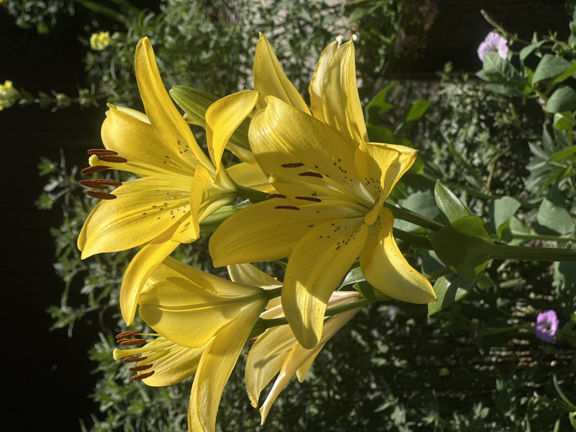 In Lobacheve, Ukraine, a close-up, vertically oriented photograph captures a cluster of bright yellow lilies in full bloom. The lilies, with their prominent stamens tipped with dark brown anthers, are the central subjects. Sunlight illuminates their broad, outward-curving petals, revealing subtle dark speckles on some. The flowers are supported by thick green stems and surrounded by lush green foliage, which forms a dappled backdrop. In the lower portion of the frame, a small, delicate purple flower is visible, adding a contrasting touch of color. The background is a mix of dark shadows and out-of-focus greenery, suggesting an outdoor garden setting.
